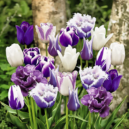 Tulpen 'Paradis' Mischung (x20)