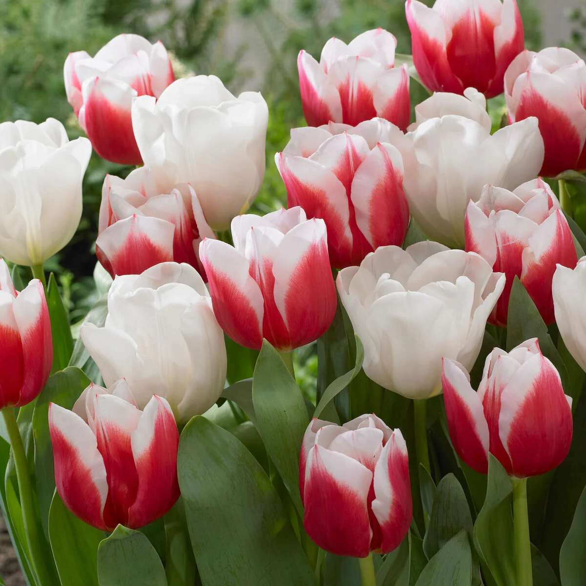 Tulpen 'Red Snow' Mischung (x10)