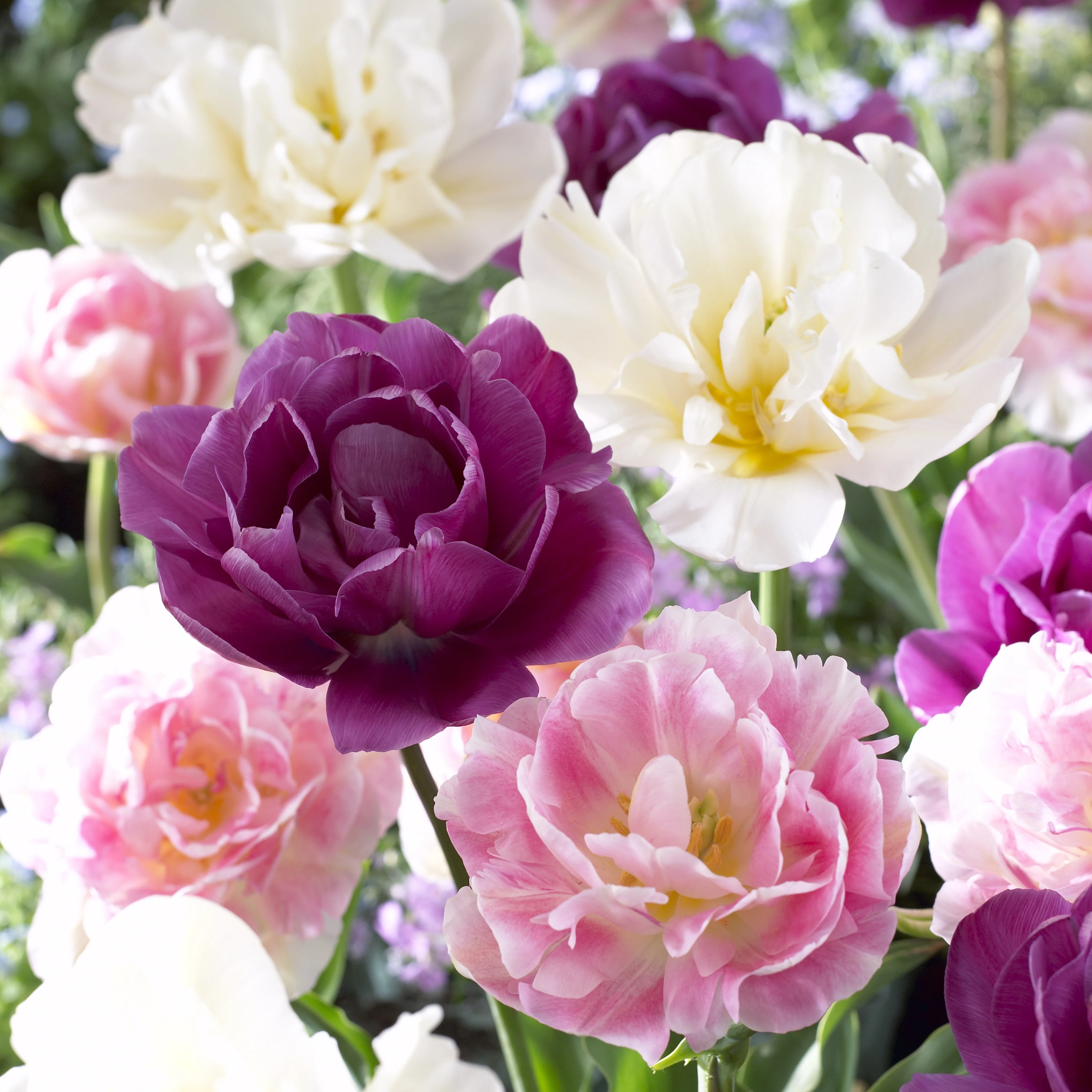 Tulpen 'Sensation' Mischung (x10)