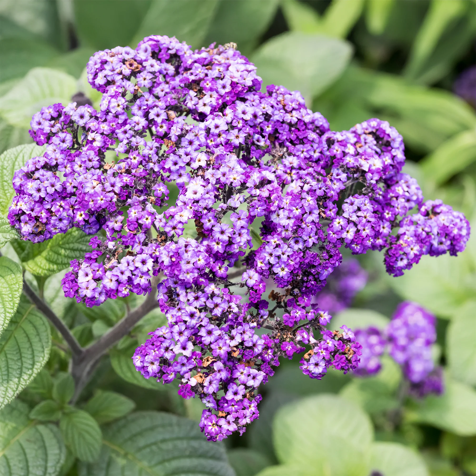 Vanilleblume (x3)