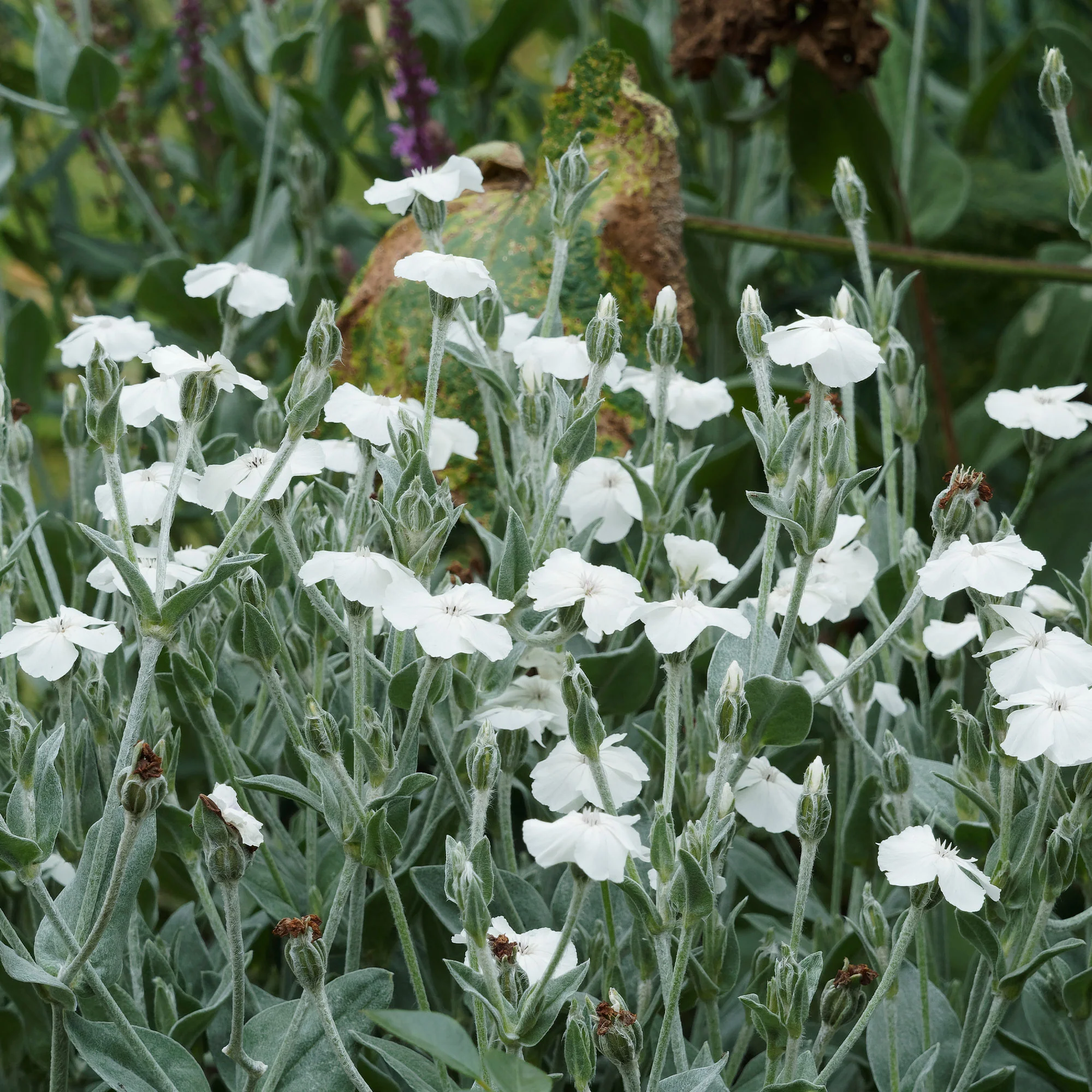 Vexiernelken Alba - Image 3