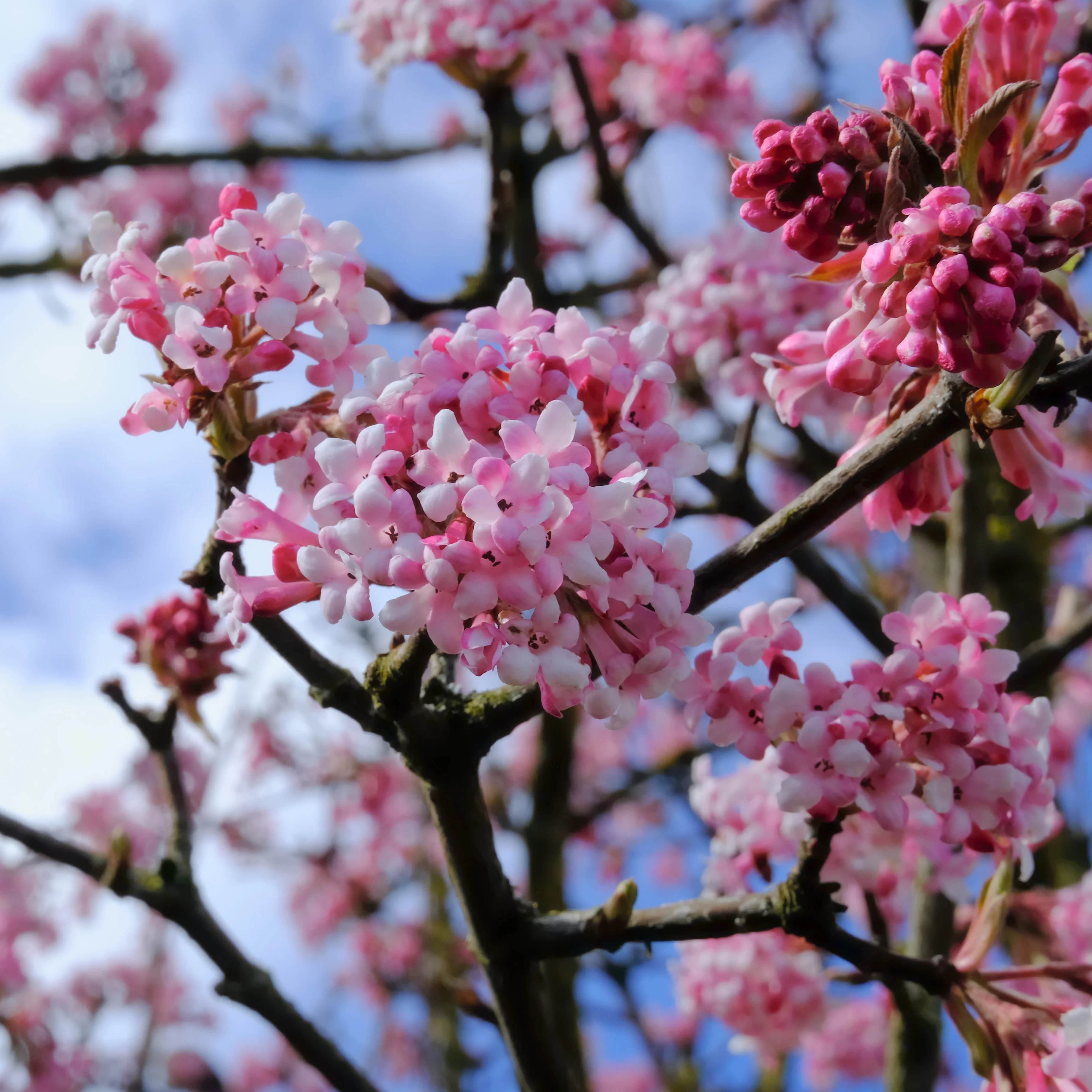 Vier-Jahreszeiten-Hecke (x6) - Image 3