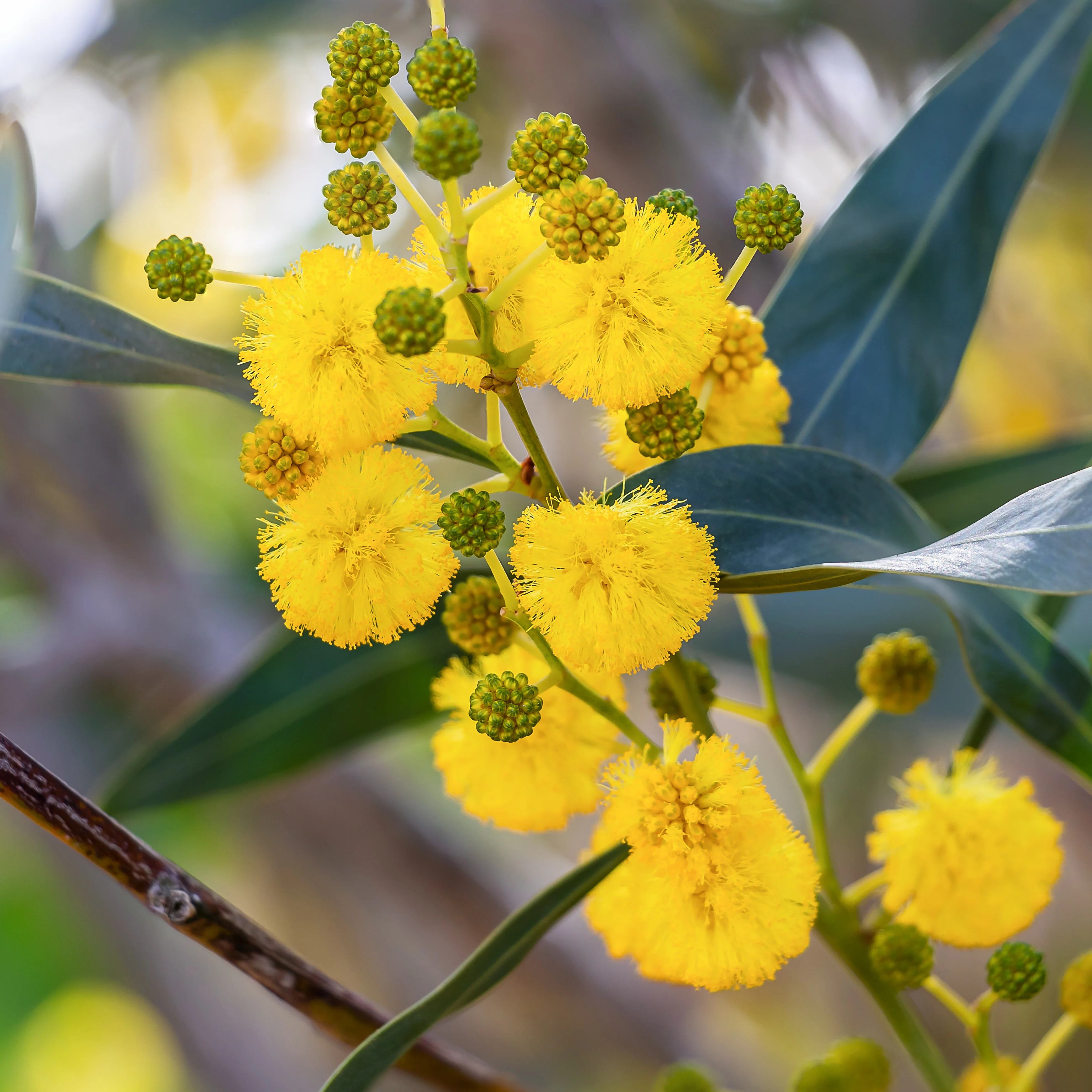 Vier-Jahreszeiten-Mimose - Image 2