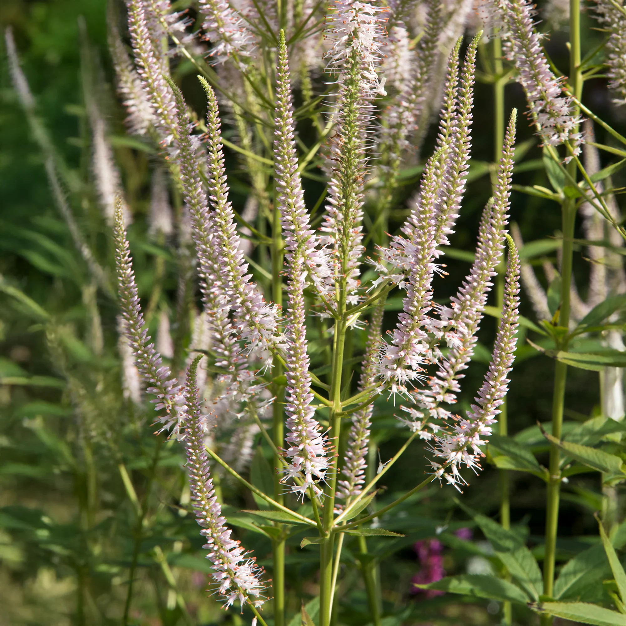 Virginischer Ehrenpreis ‘Roseum’