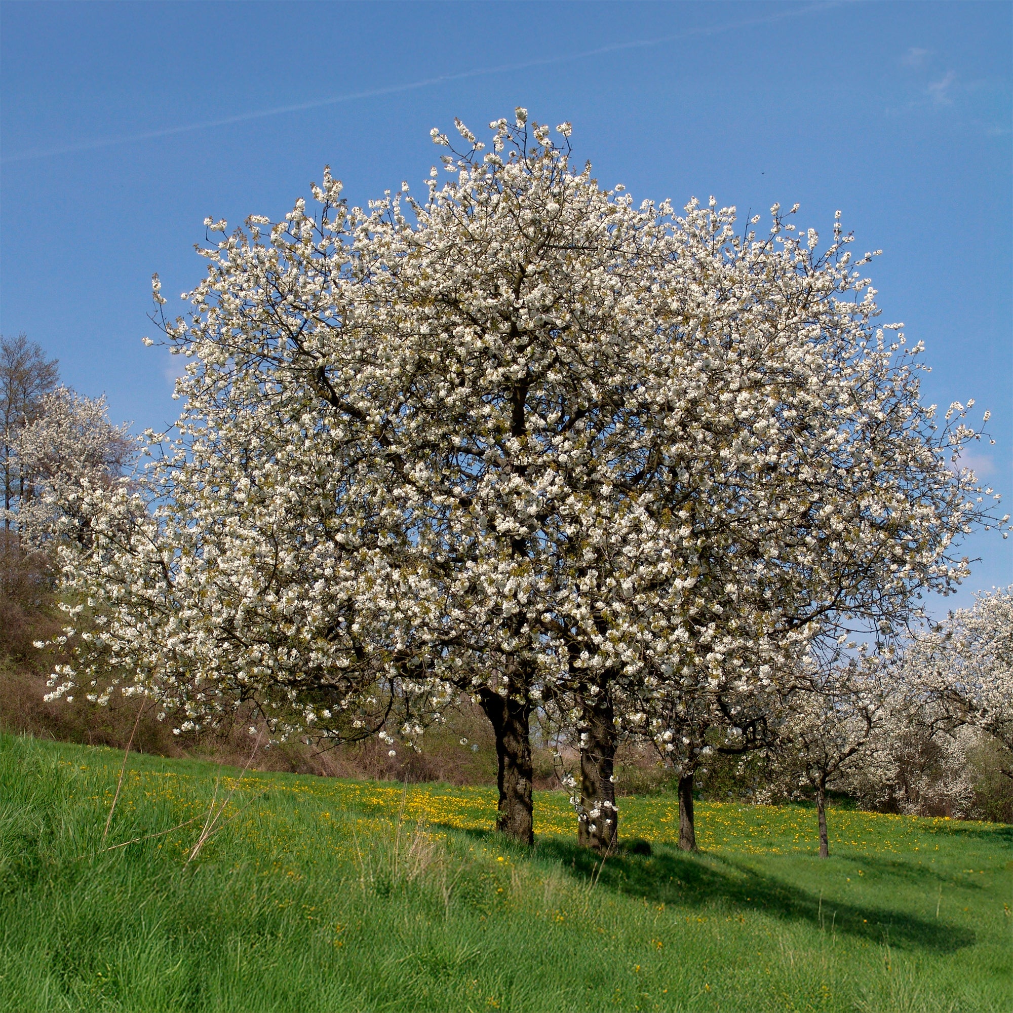 Vogelkirsche