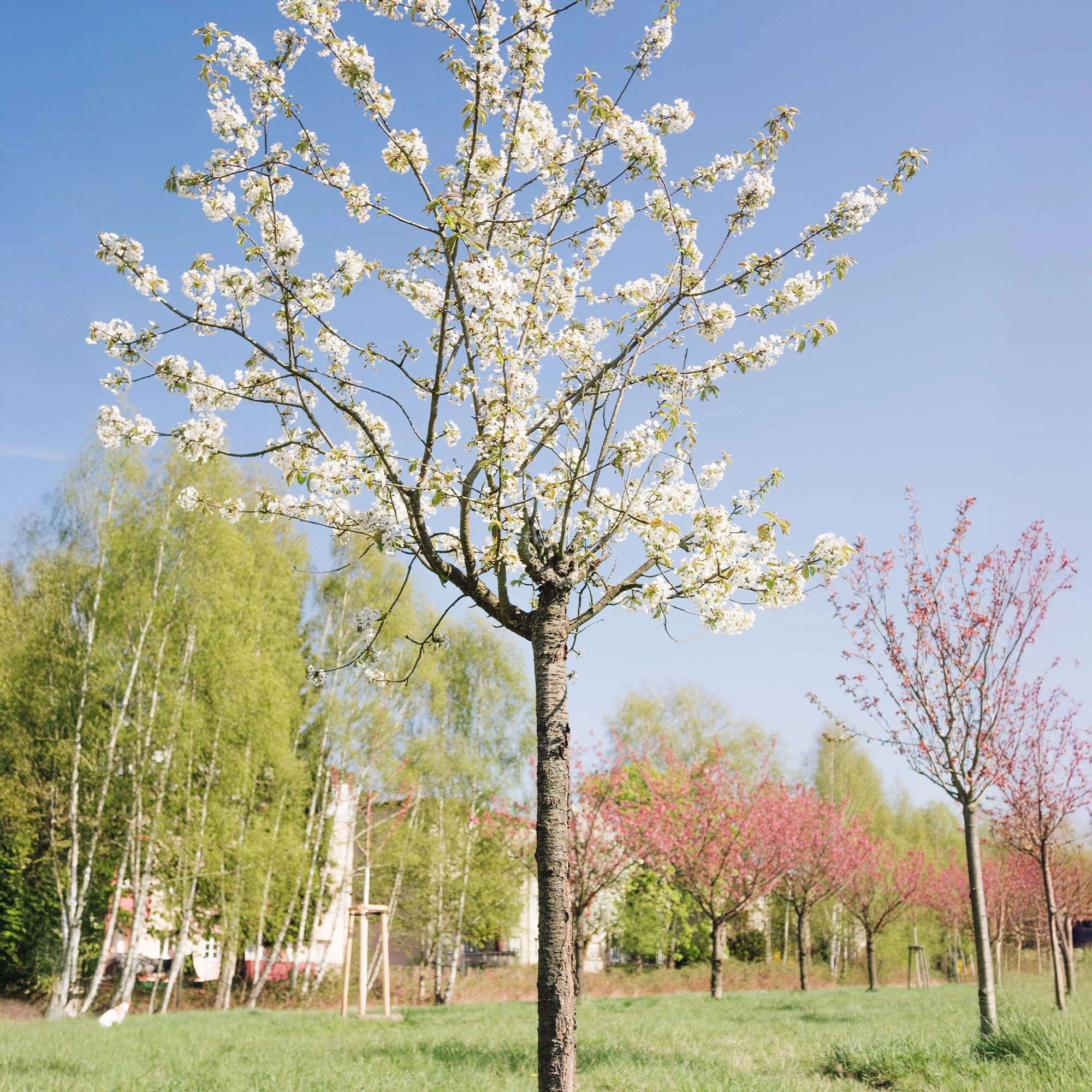 Vogelkirsche - Image 2