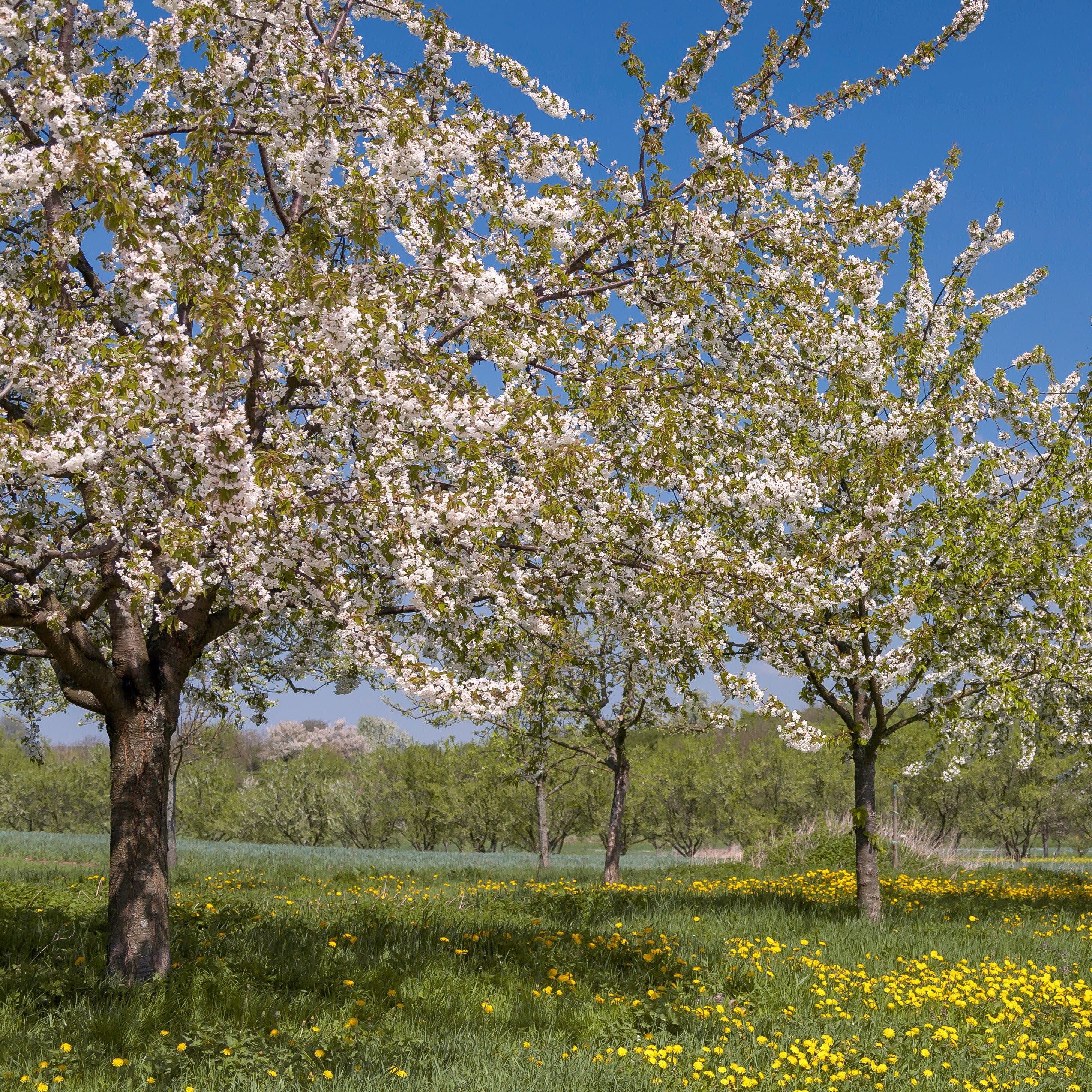 Vogelkirsche - Image 3