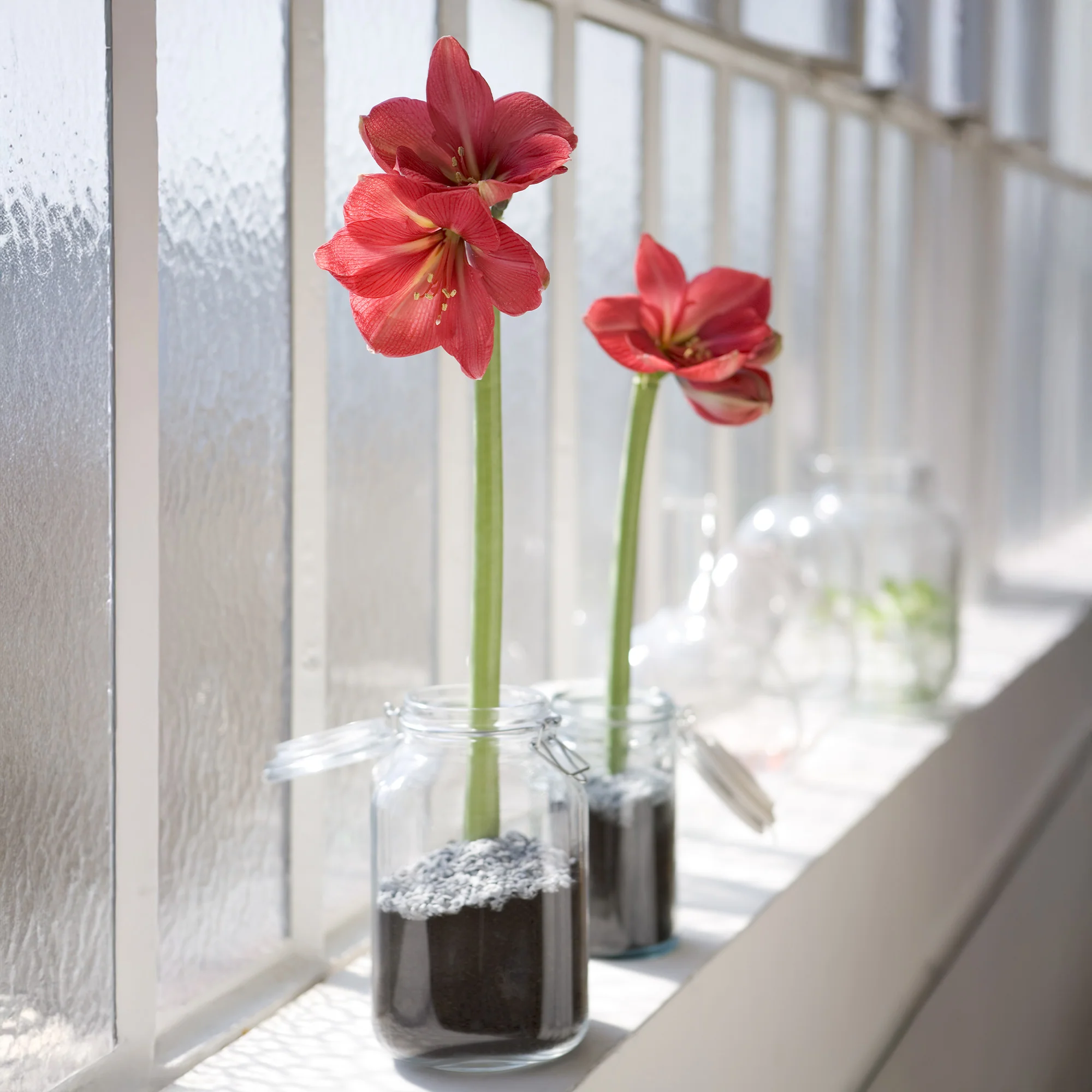 Wachs Amaryllis Magic White - Image 4