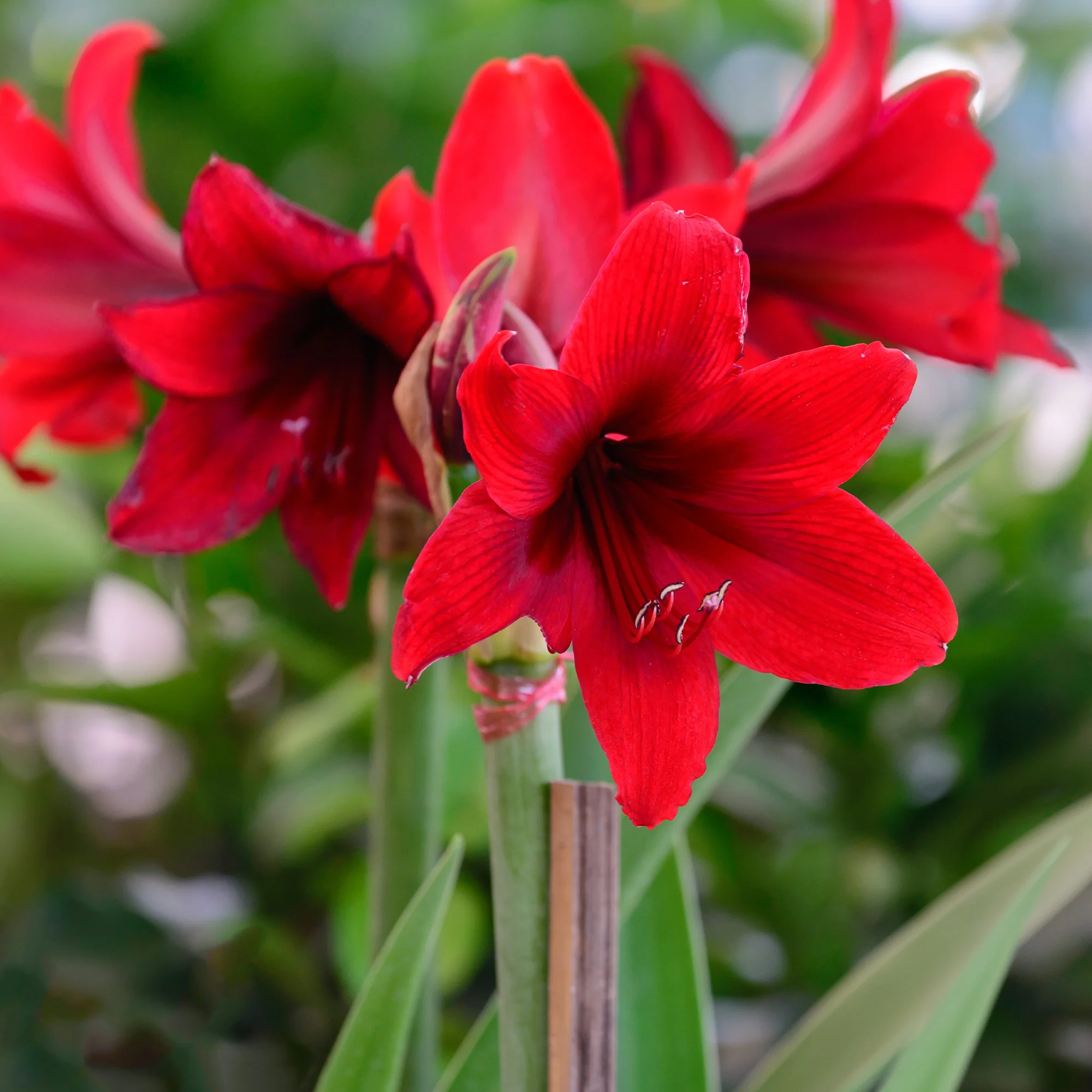 Wachs Amaryllis Magic White - Image 5