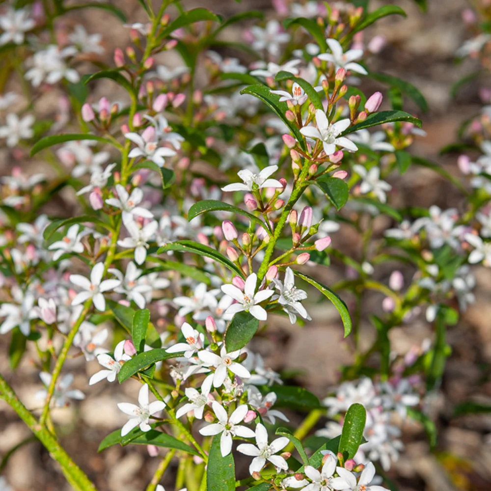 Wachs-Blume - Image 2