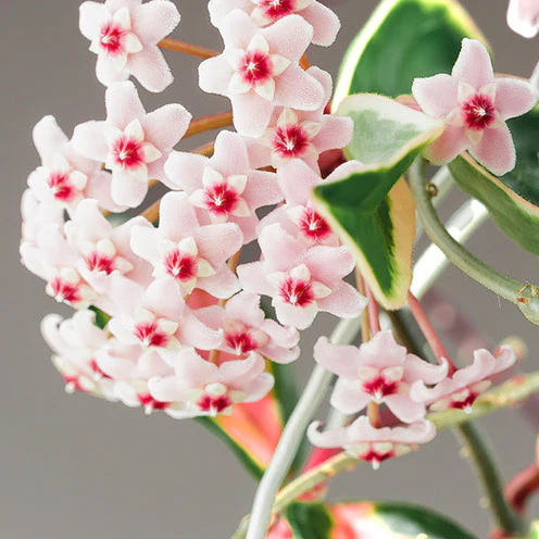 Wachsblume ‘Krimson Queen’ - Image 3