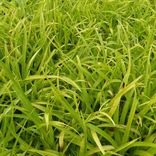 Wald-Hainsimse 'Solar Flare'