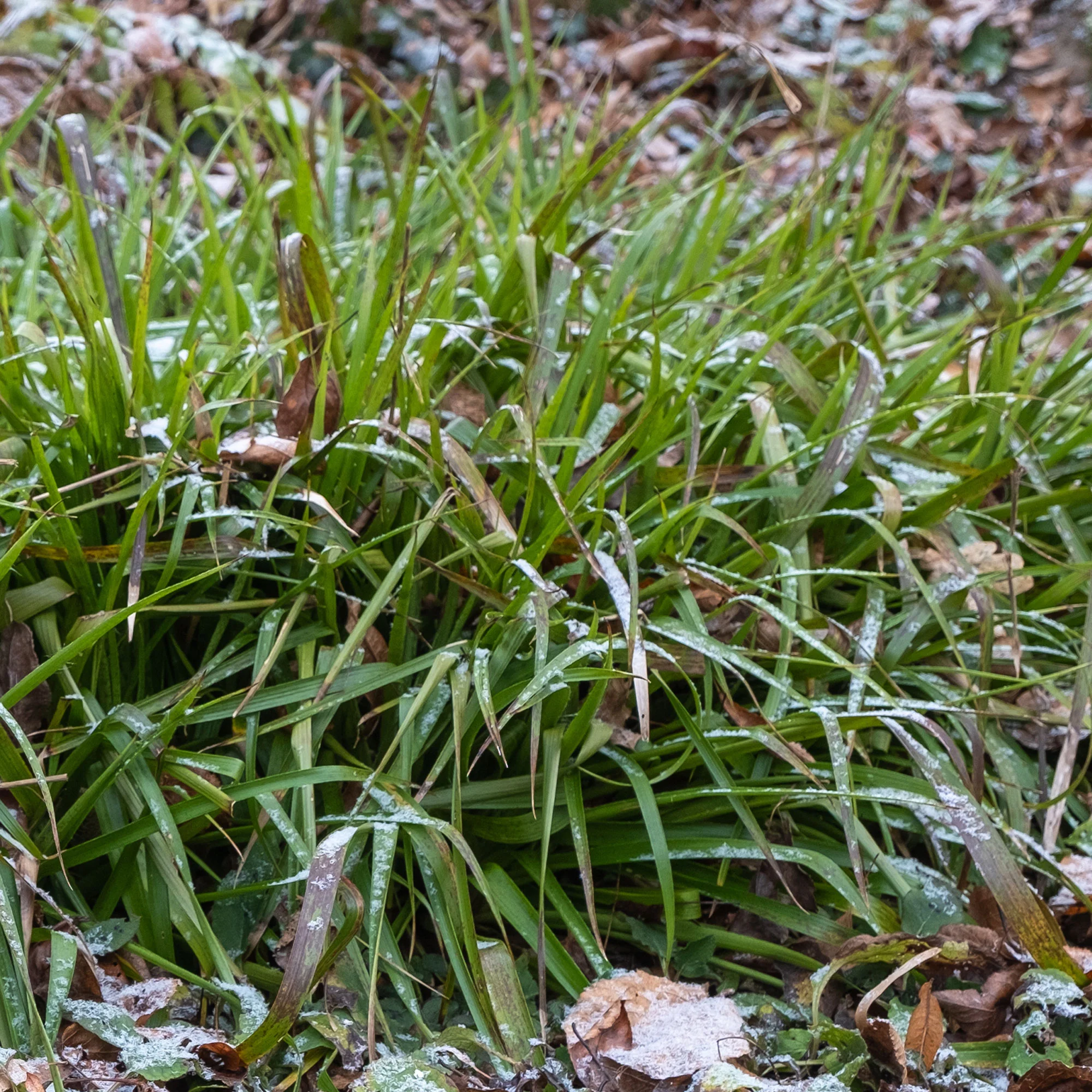 Wald-Hainsimsen - Image 2