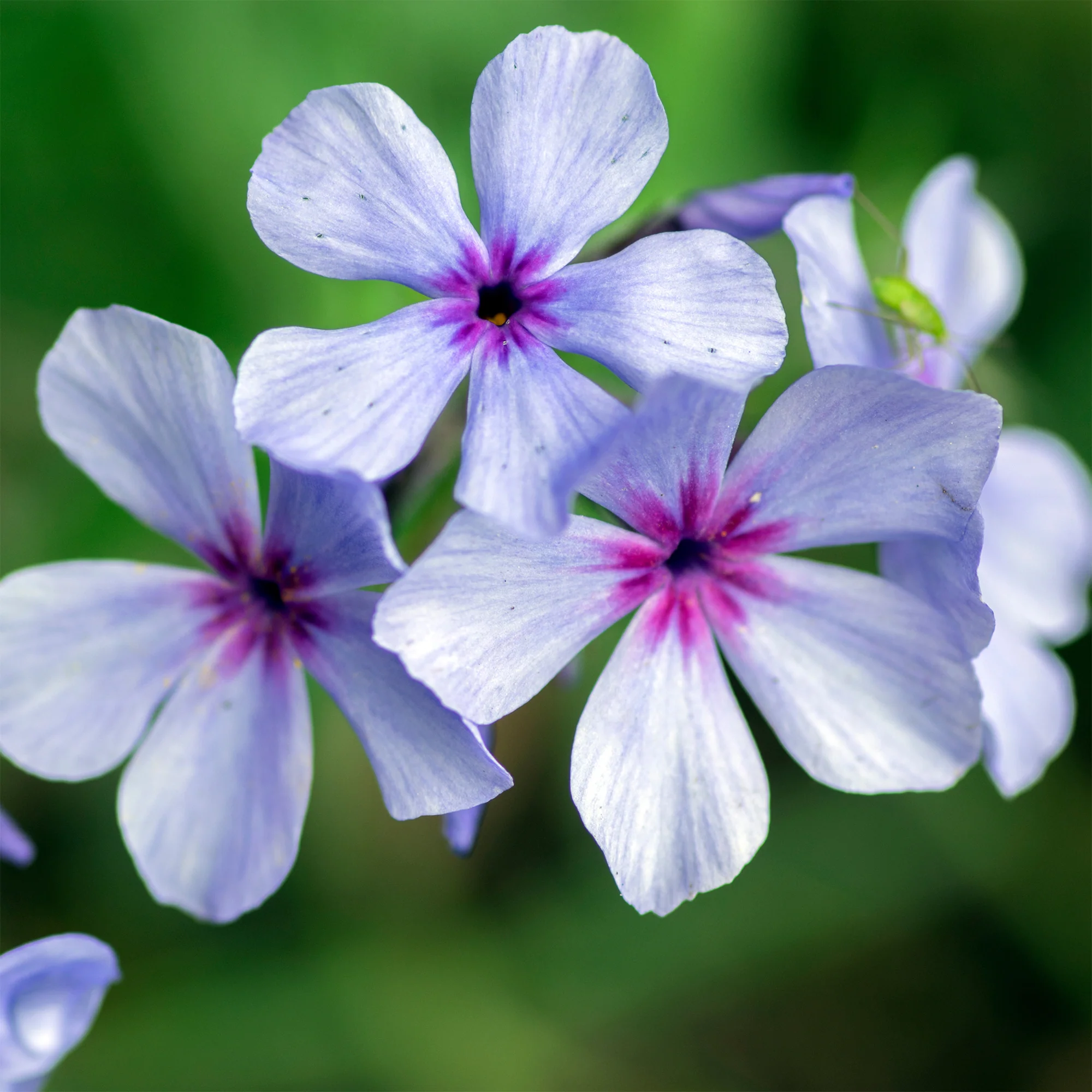 Wald-Phlox ‘Chattahoochee’ - Image 5