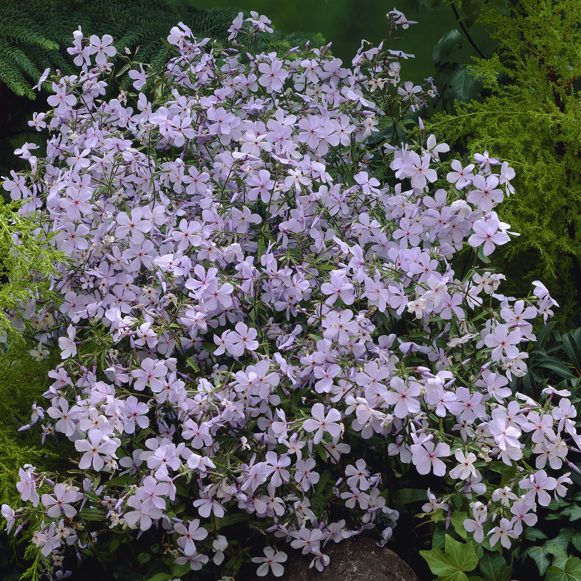 Wald-Phlox ‘Clouds of Perfume’ - Image 2