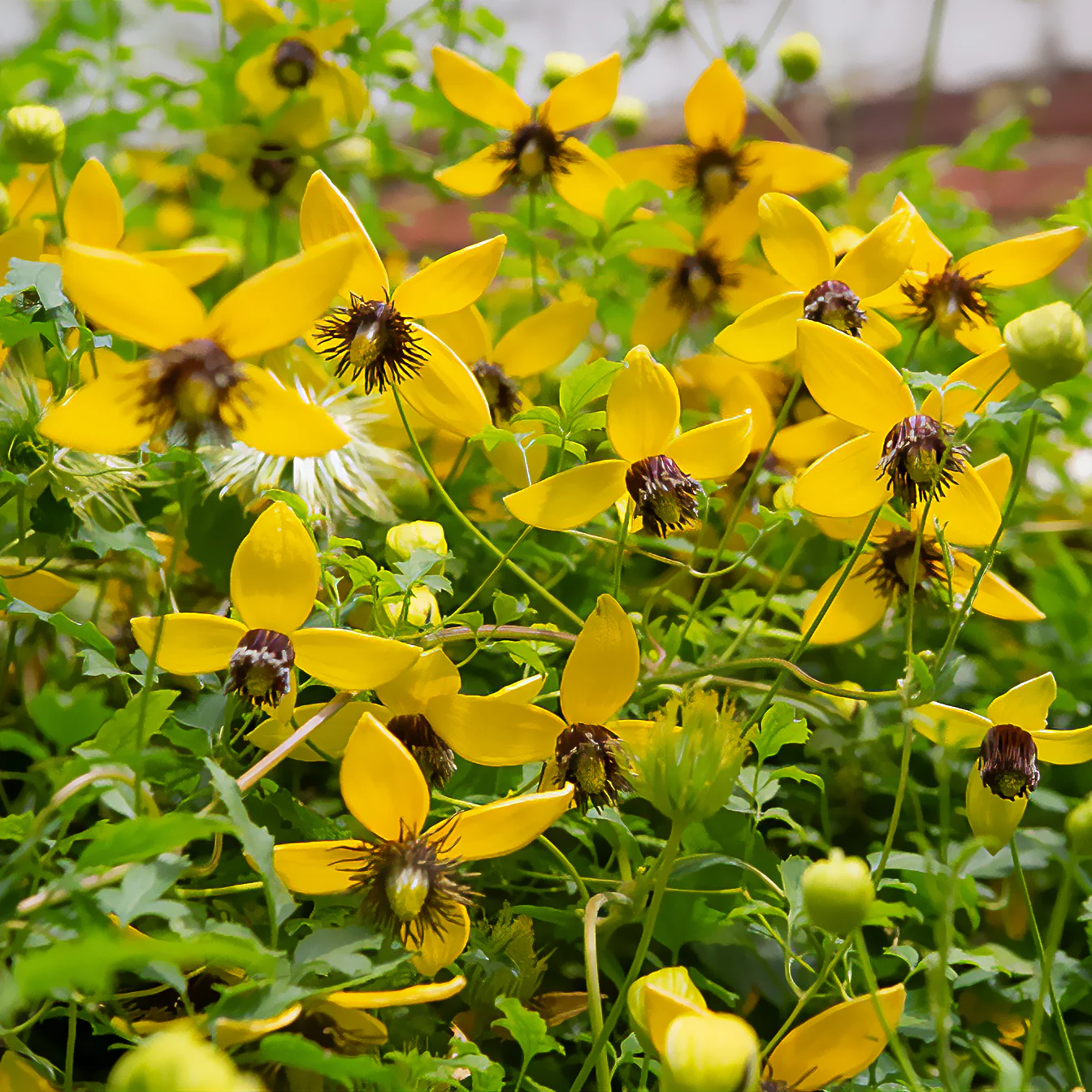 Waldrebe ‘Golden Tiara’® - Image 3