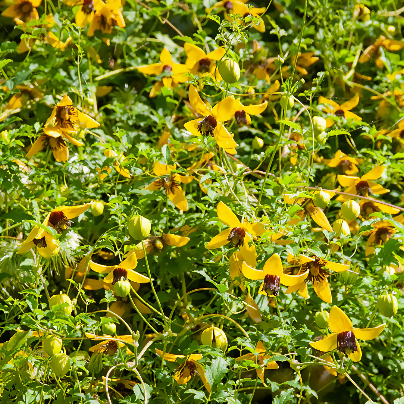 Waldrebe ‘Golden Tiara’® - Image 4