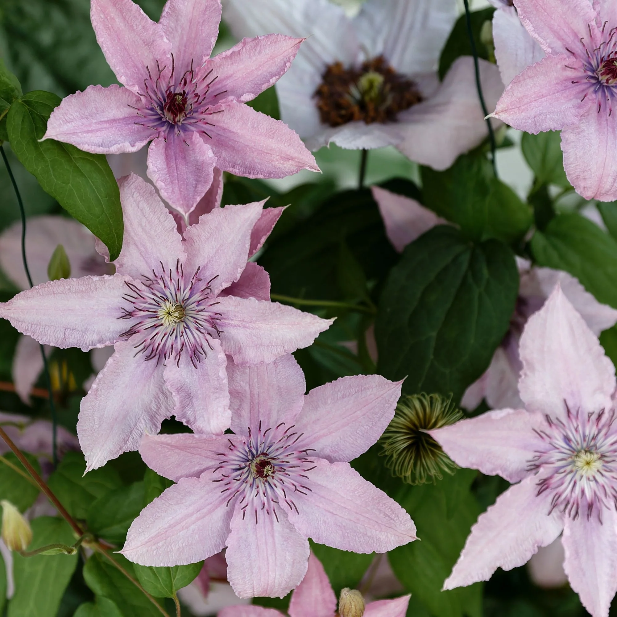 Waldrebe ‘Hagley Hybrid’