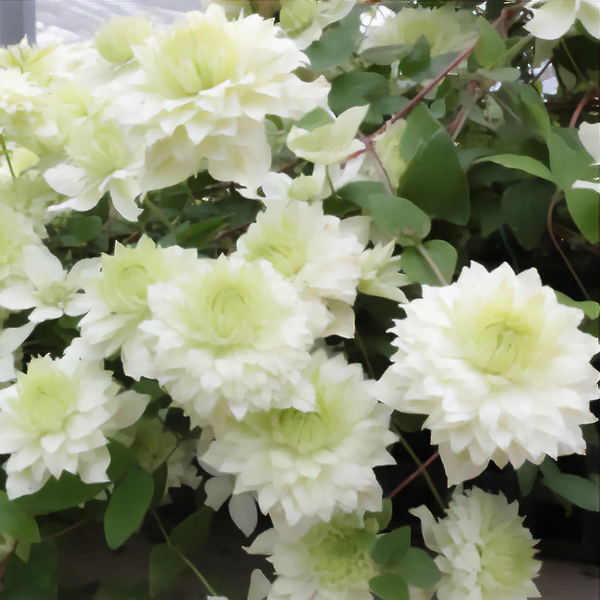 Waldrebe ‘Manju’®