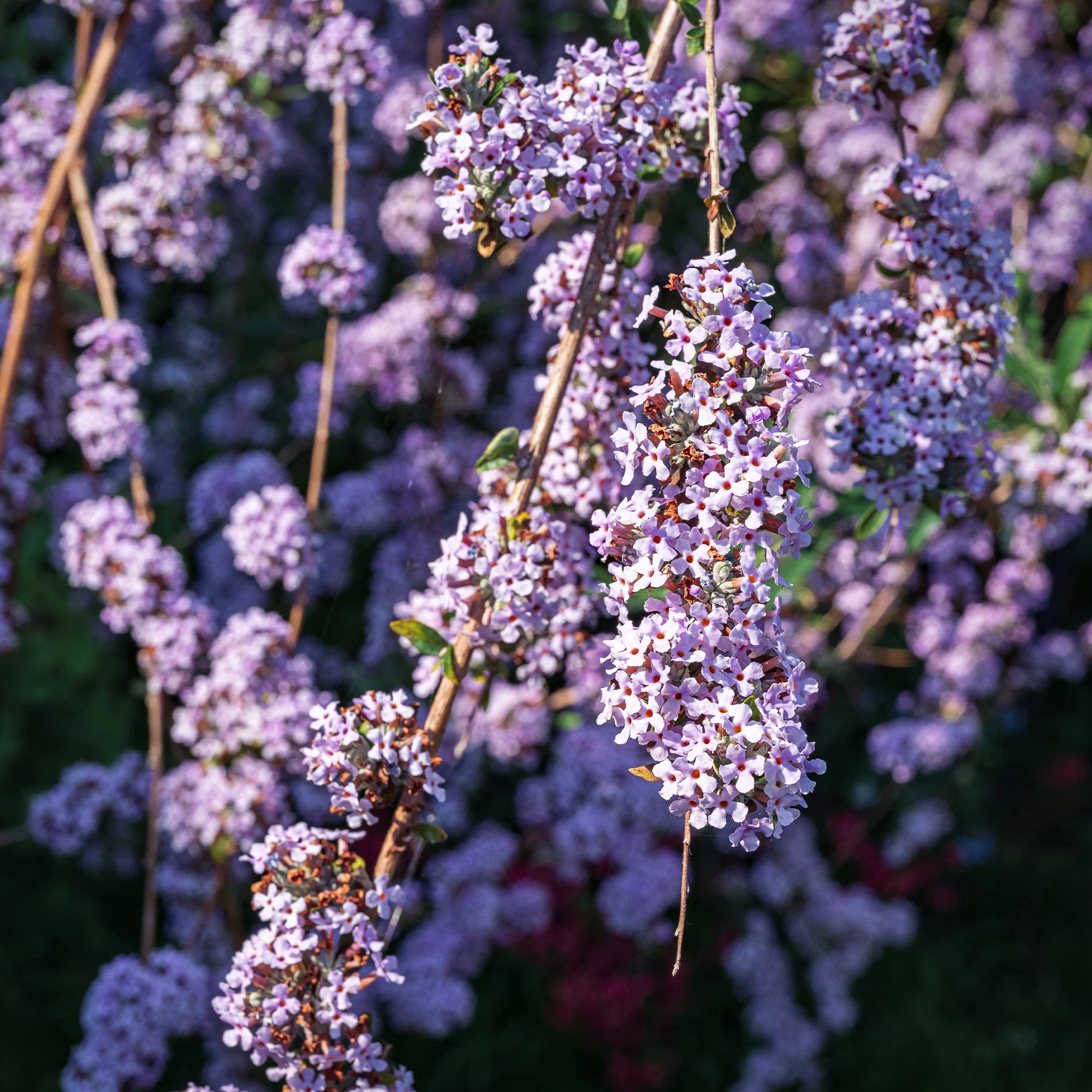 Wechselblättriger Sommerflieder - Image 2