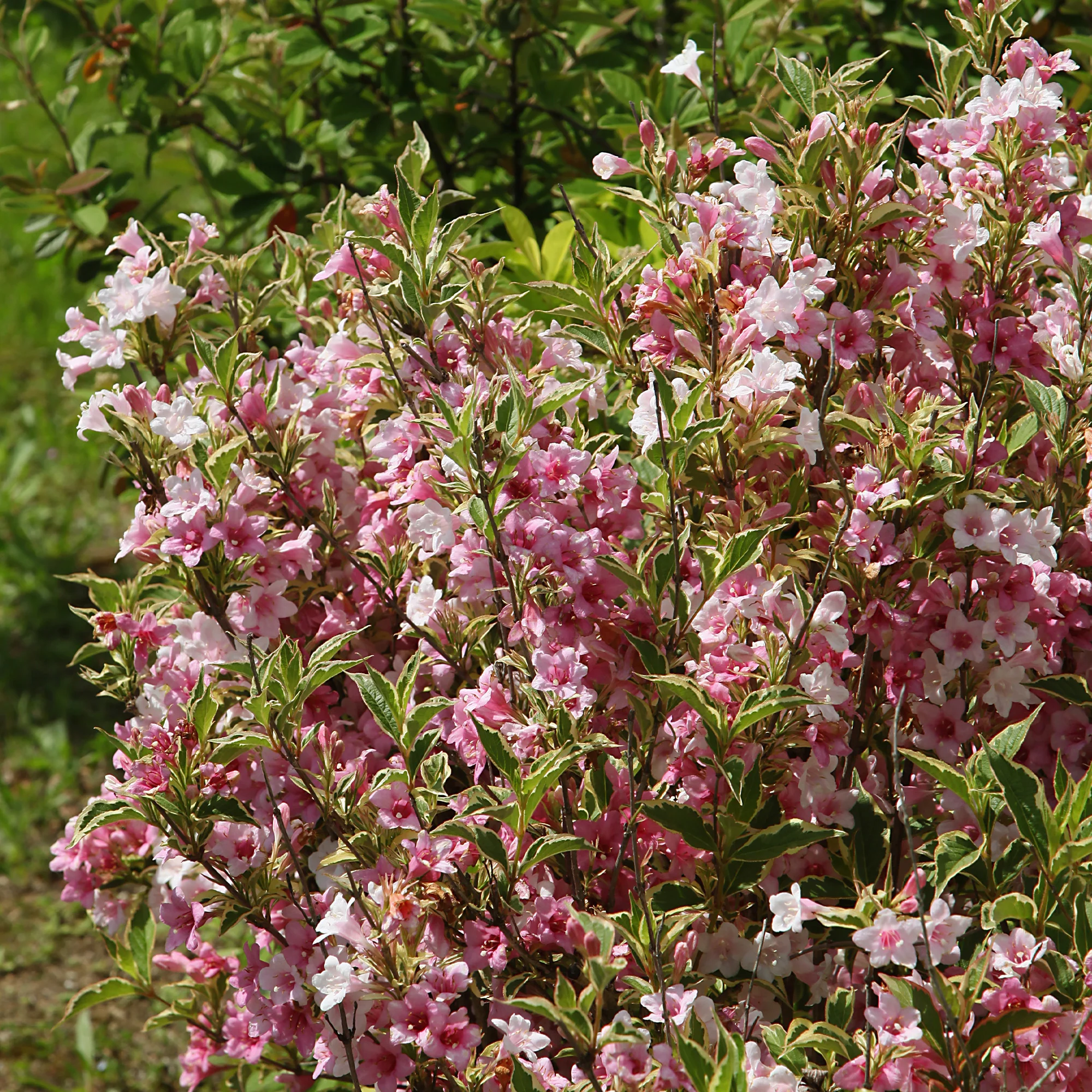 Weigelie florida Variegata - Image 4