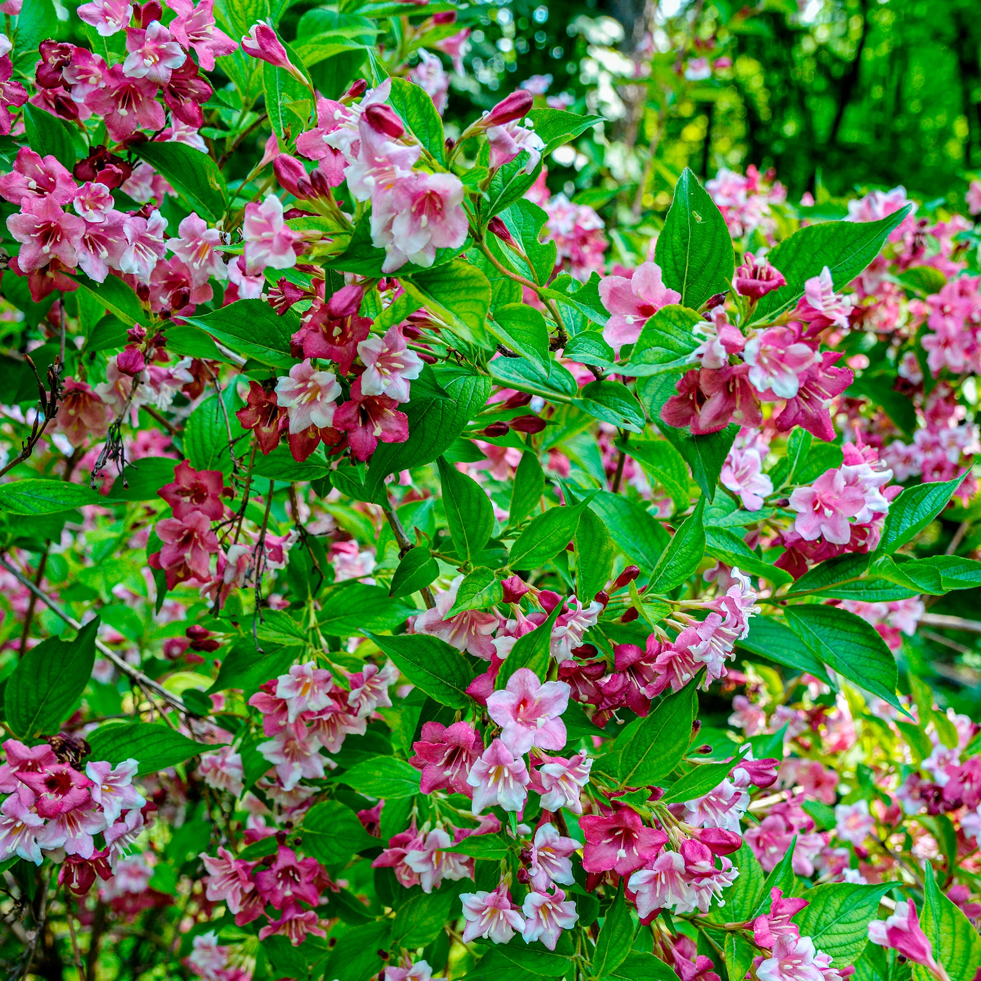 Weigelie ‘Pink Princess’
