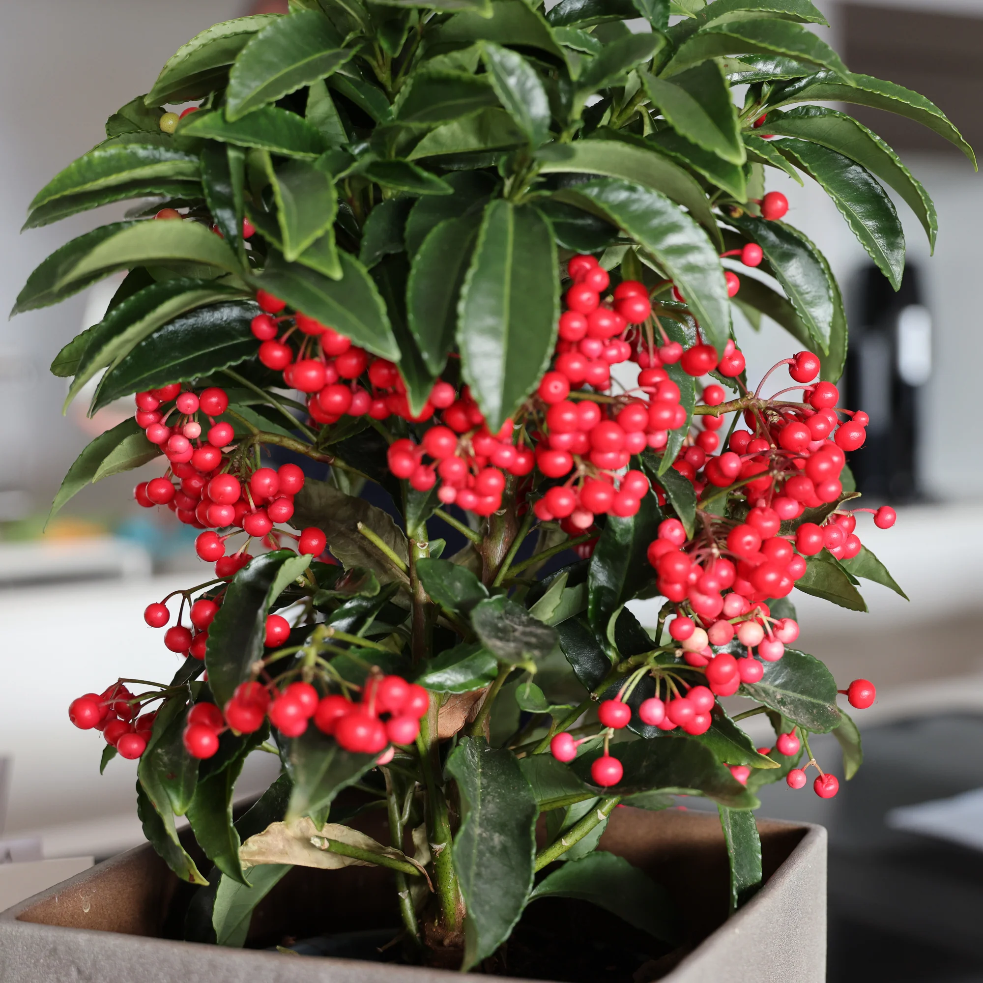 Weihnachtsbeere (Ardisia crenata)