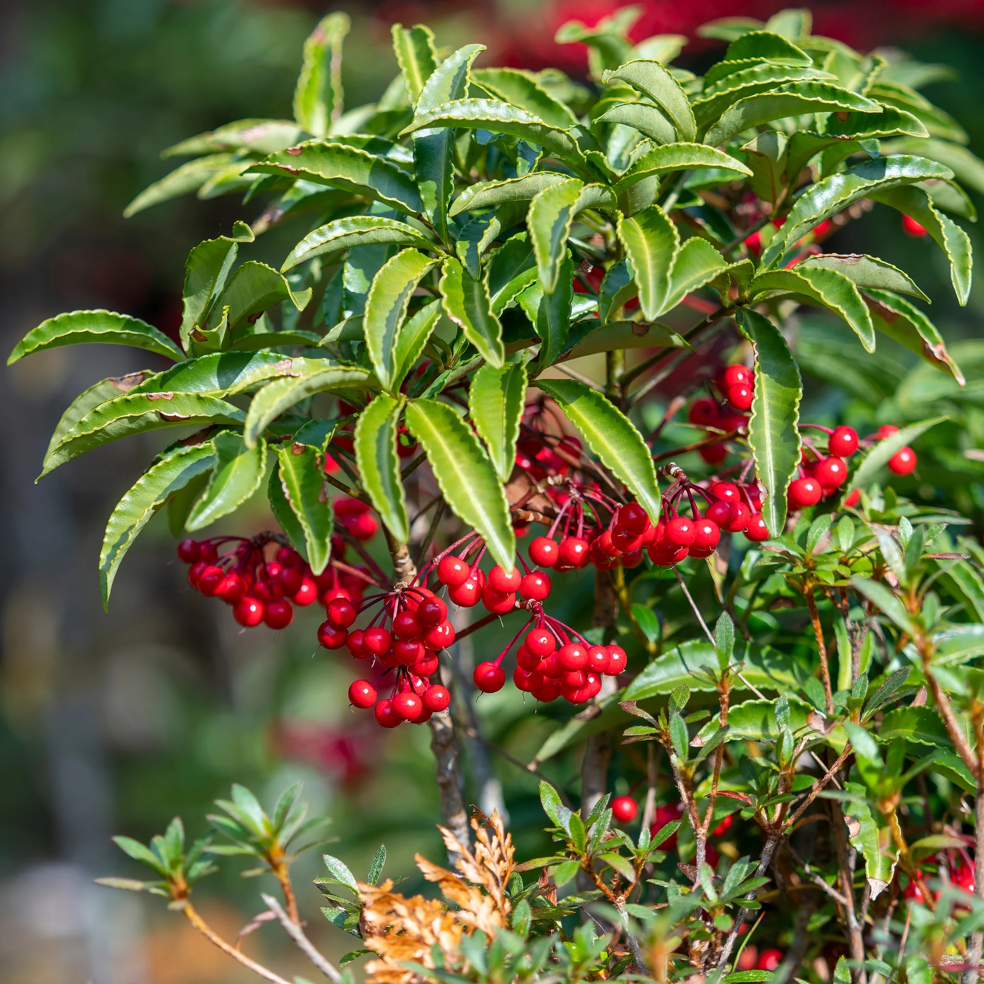 Weihnachtsbeere (Ardisia crenata) - Image 2