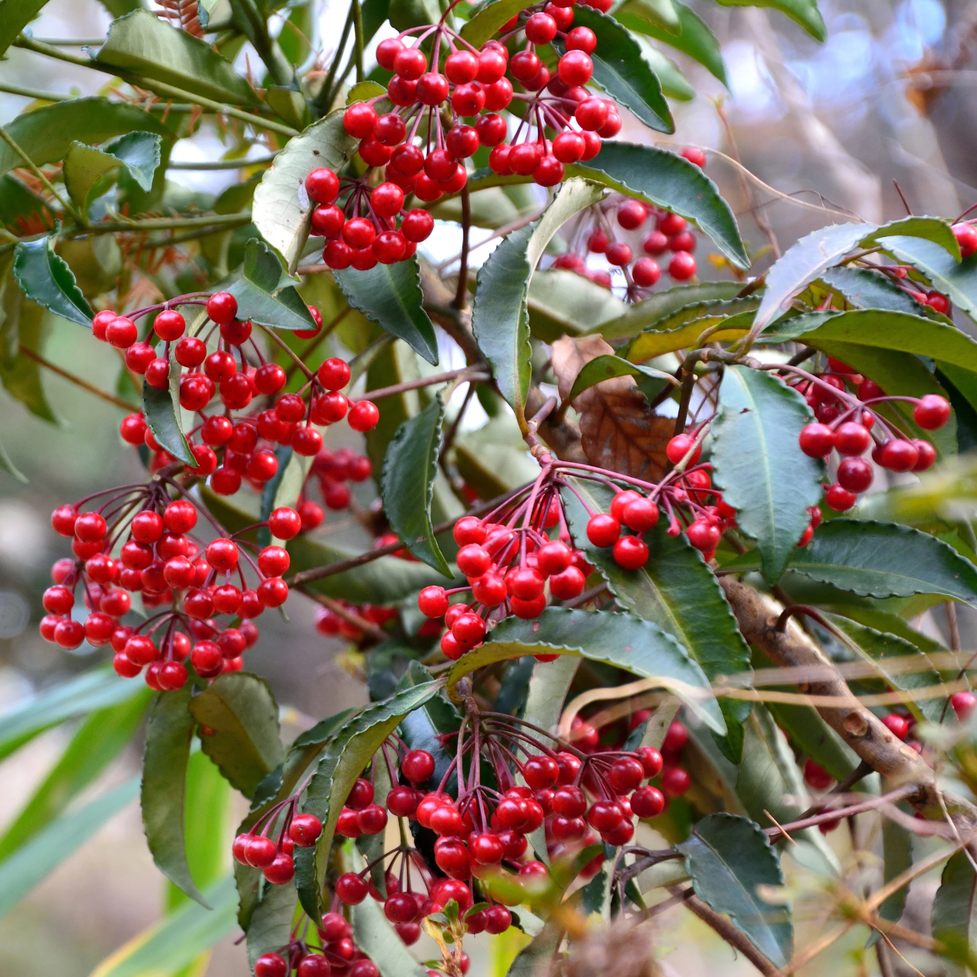 Weihnachtsbeere (Ardisia crenata) - Image 3