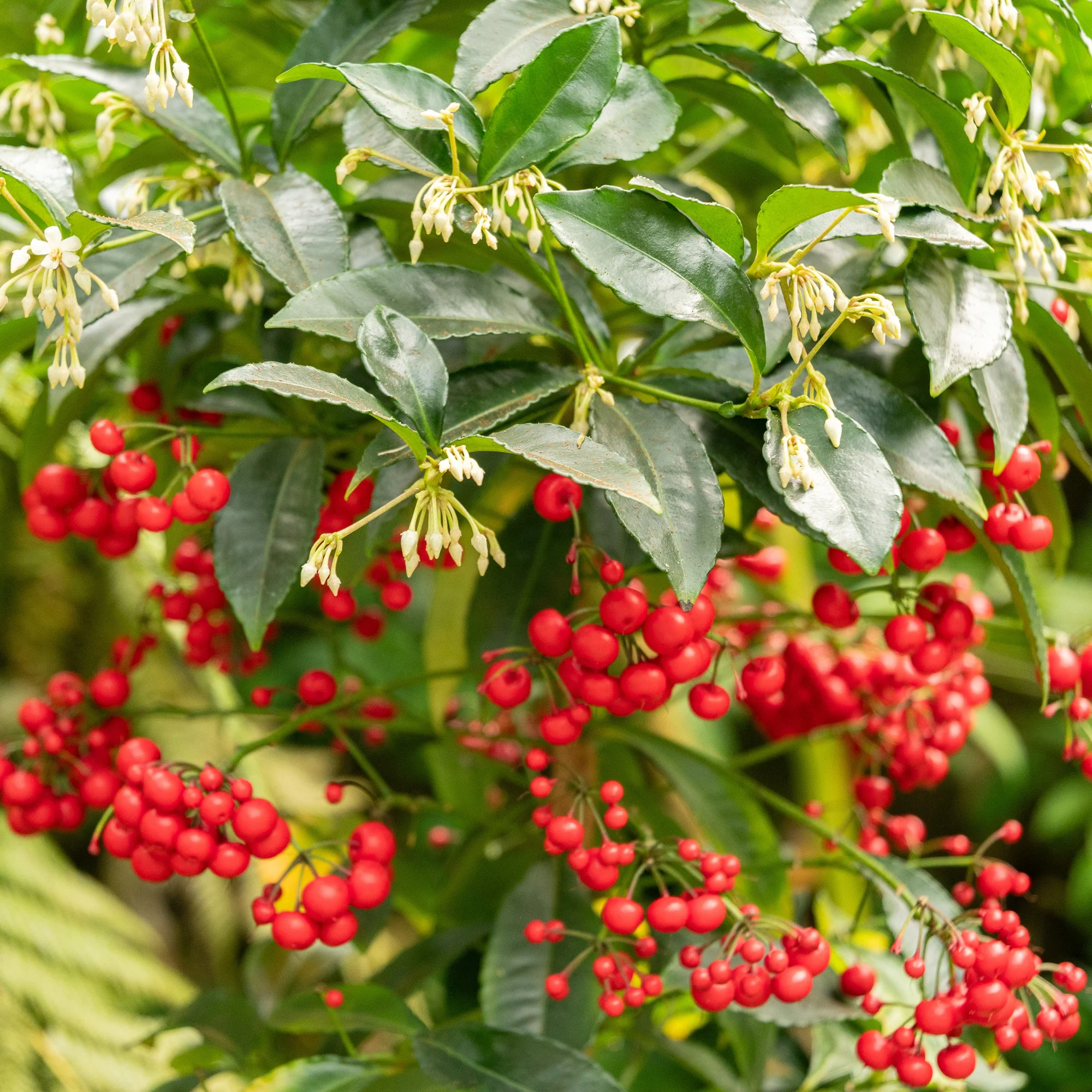 Weihnachtsbeere (Ardisia crenata) - Image 4