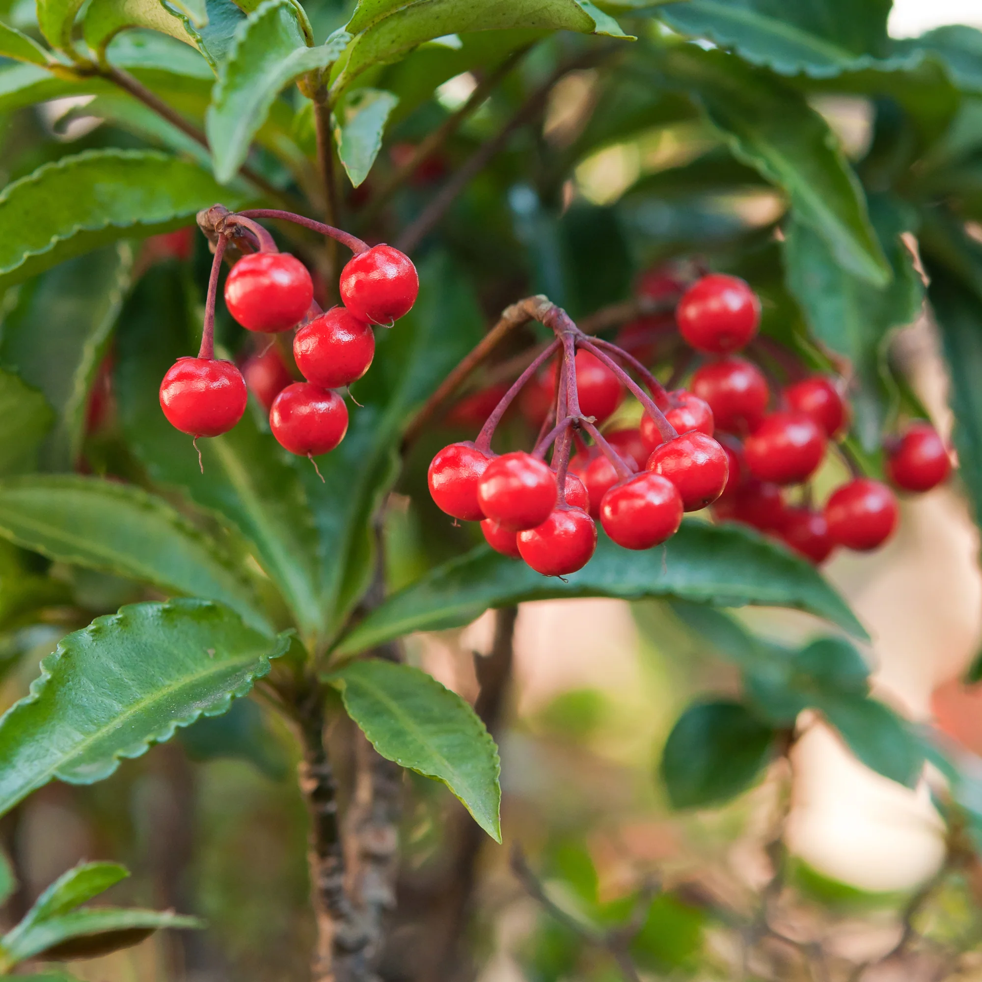 Weihnachtsbeere (Ardisia crenata) - Image 5