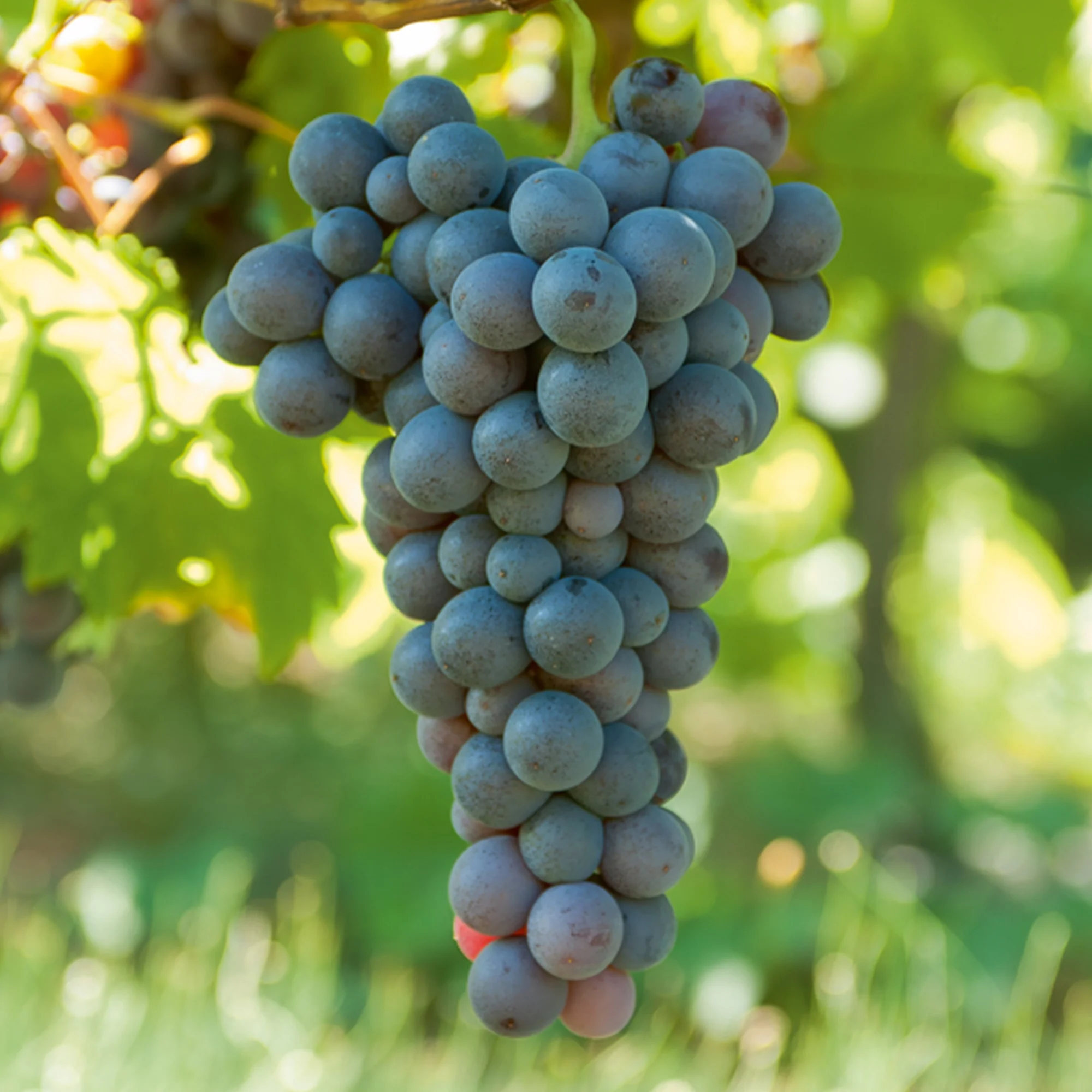 Weinrebe ‘Muscat de Hambourg’ - Image 3