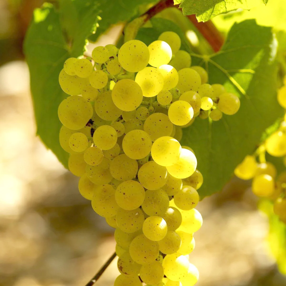 Weinreben-Kollektion ‘Pinot’, ‘Merlot’, ‘Chardonnay’ (x3) - Image 2