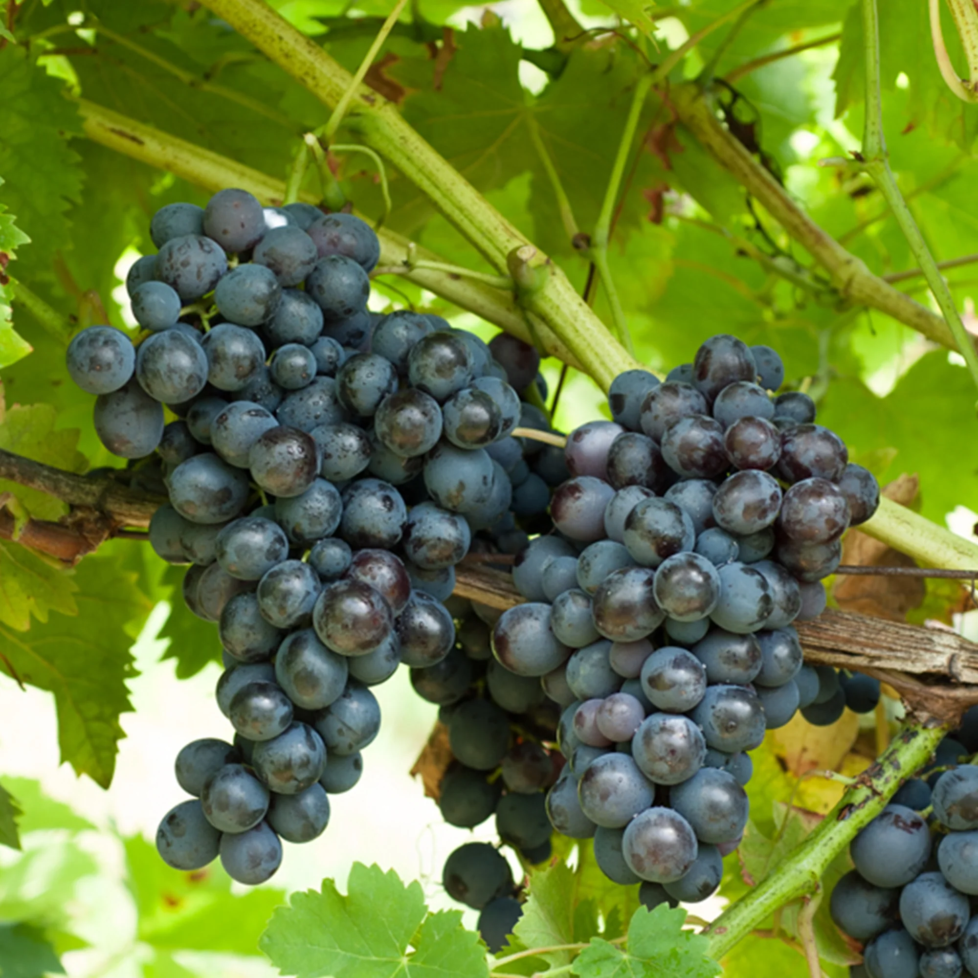 Weinreben-Kollektion (x4) - Image 3