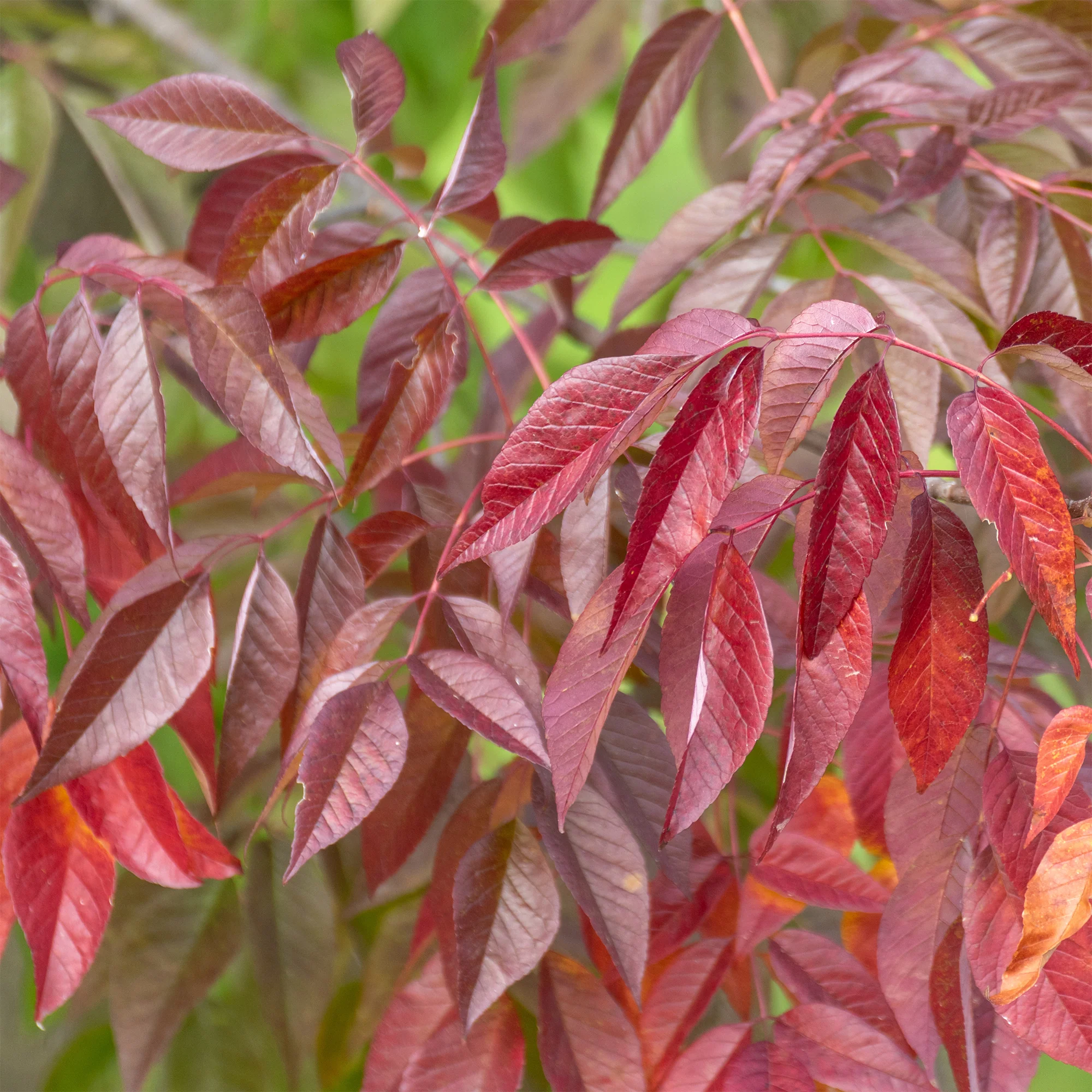 Weiß-Esche 'Autumn Applause'