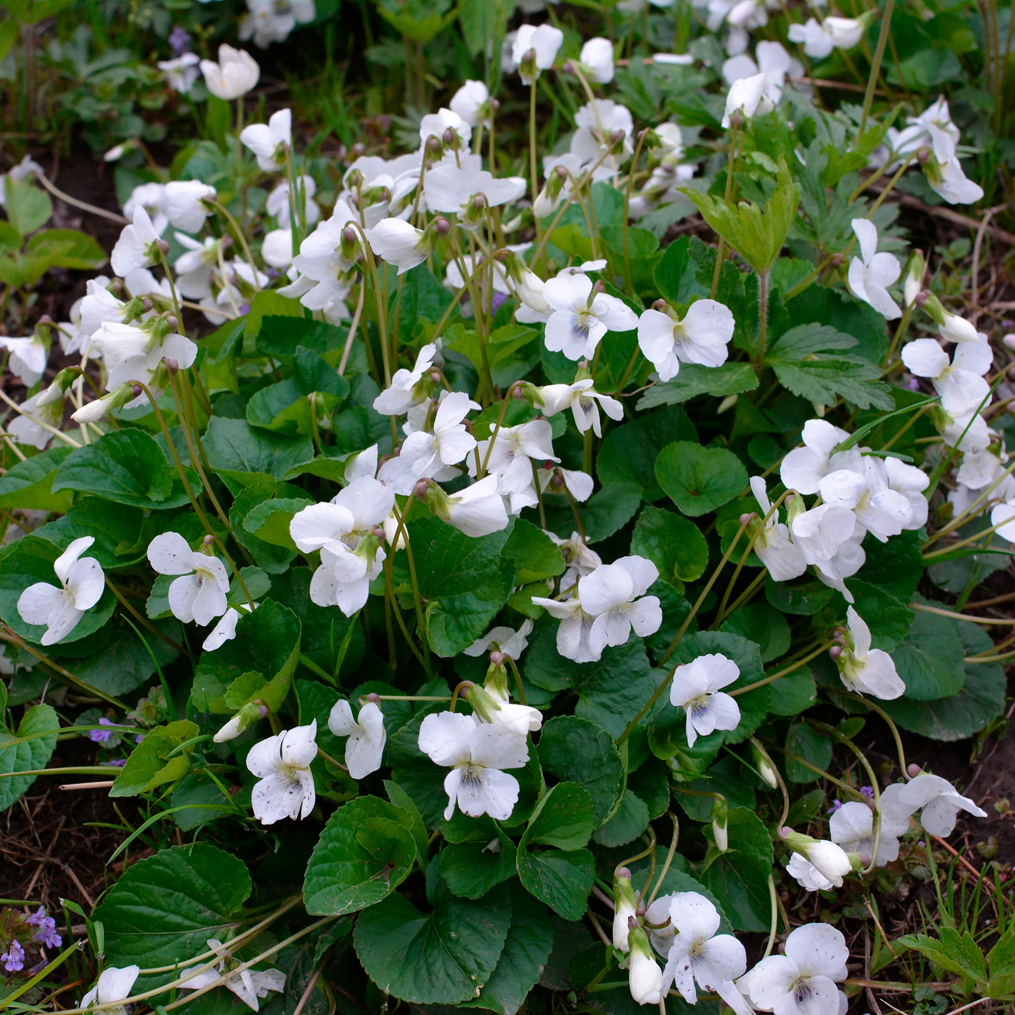 Weißblühendes Duft-Veilchen - Image 3