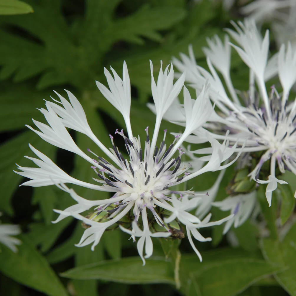 Weiße Bergflockenblume - Image 3