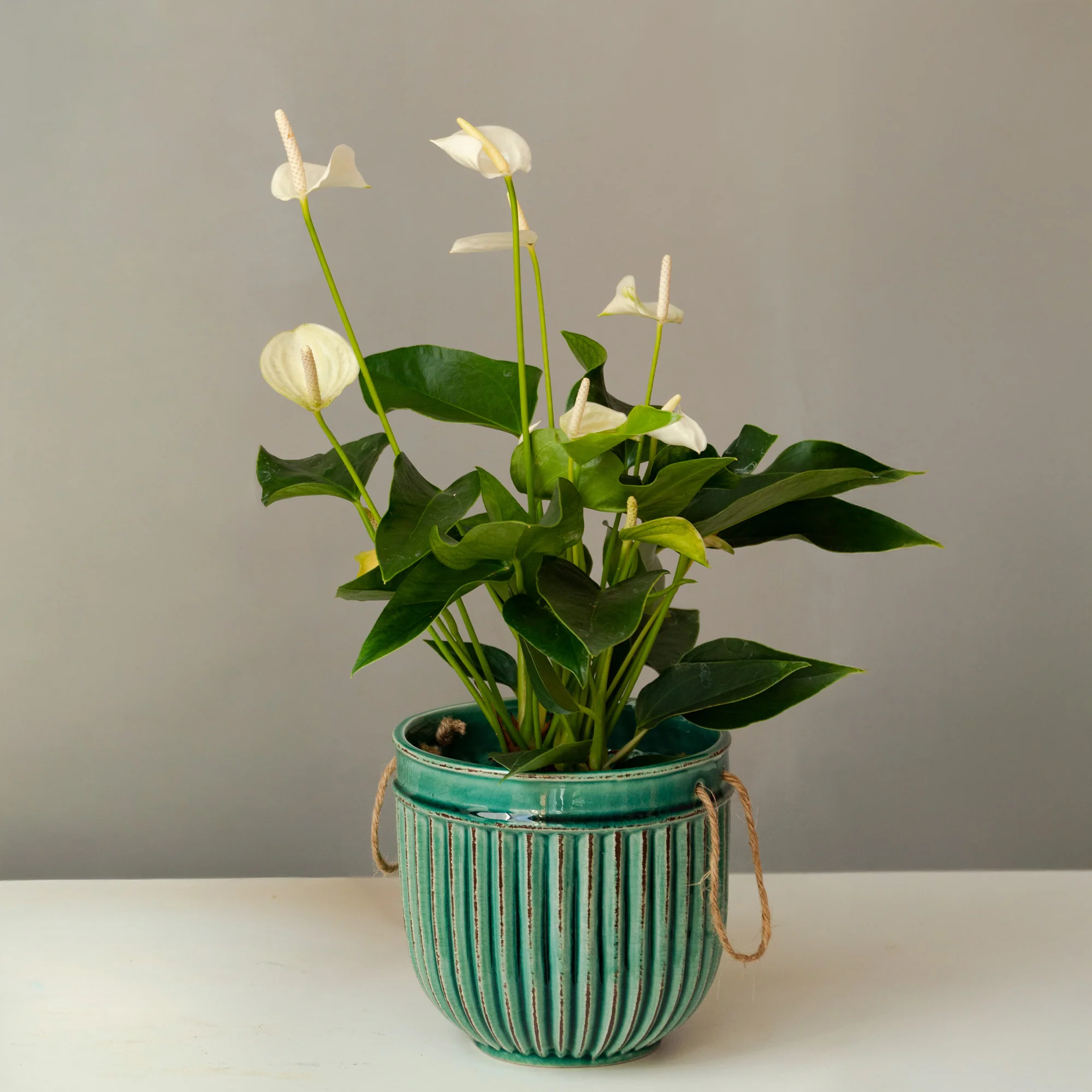 Weiße Flamingoblume /Anthurium white - Image 3