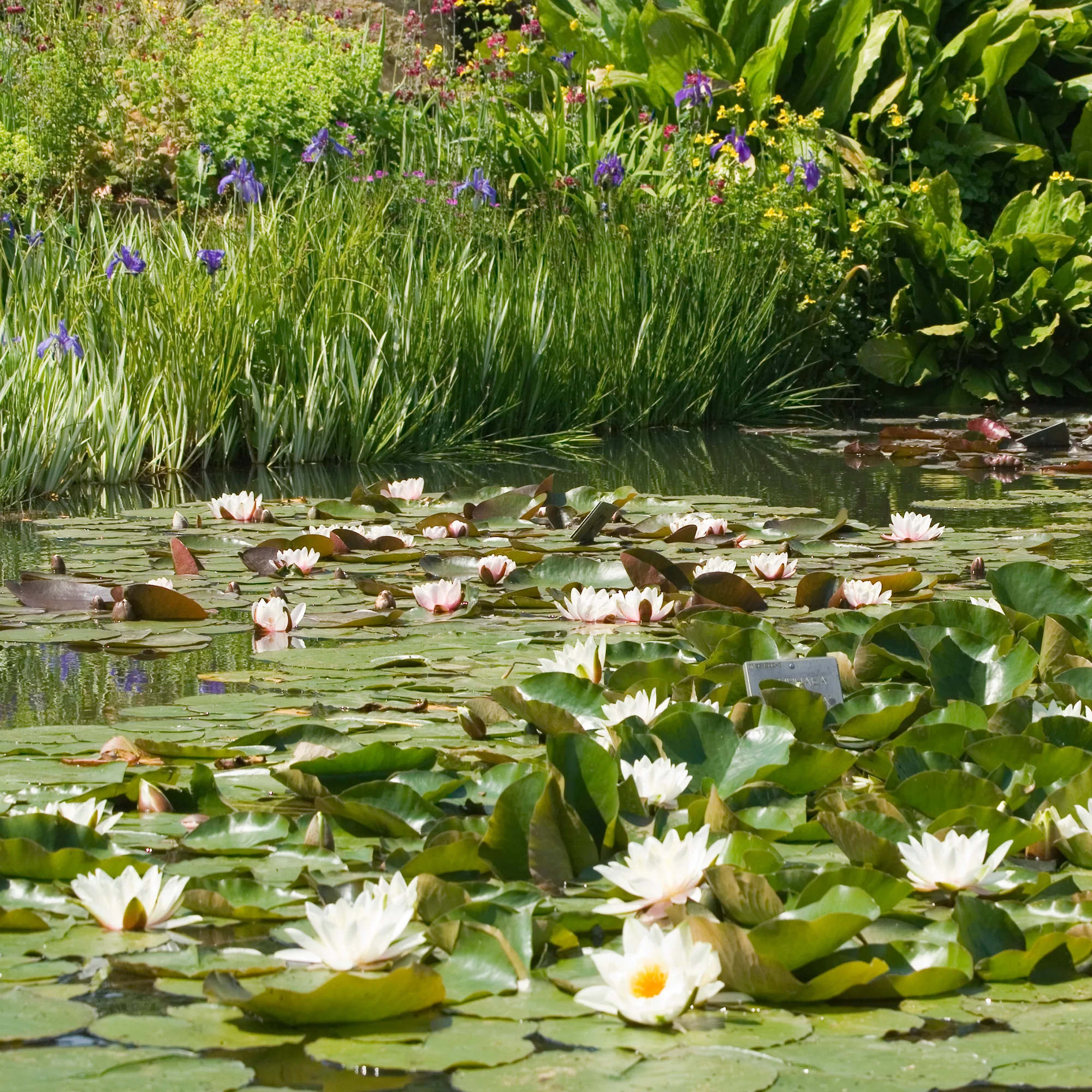 Weiße Seerose - Image 2