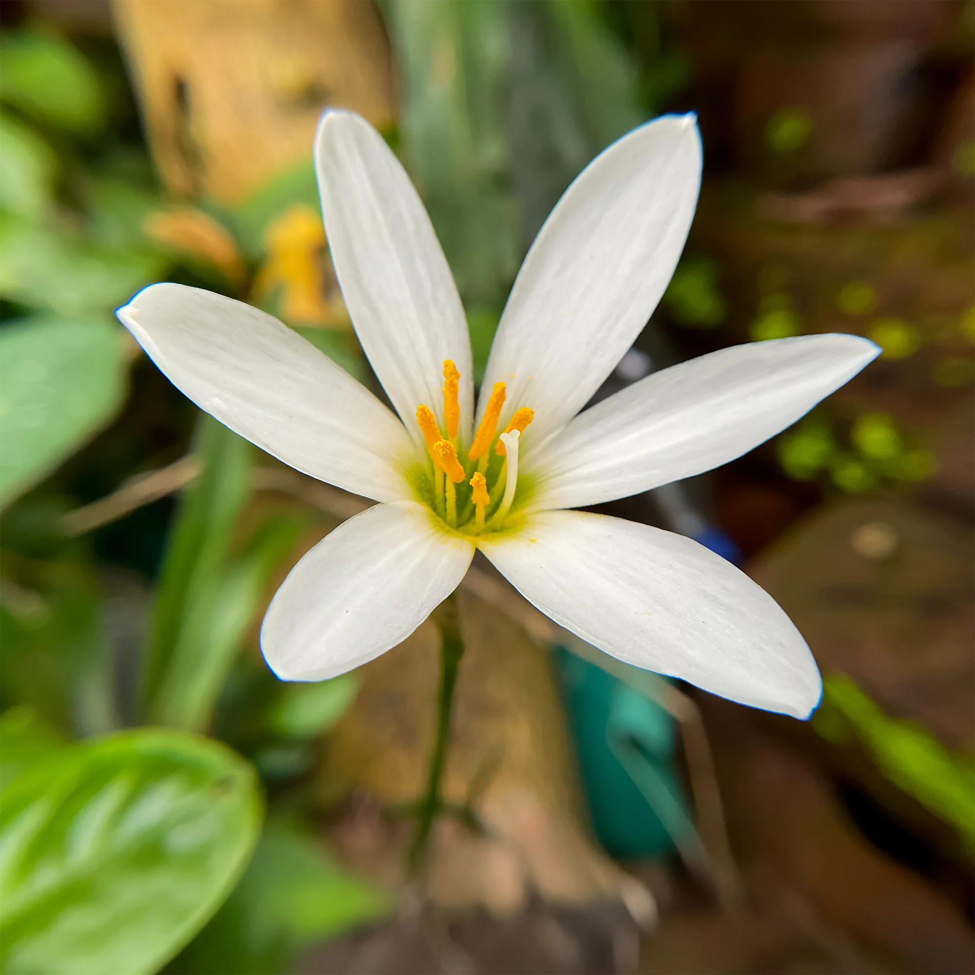 Weisse Windblume - Image 2