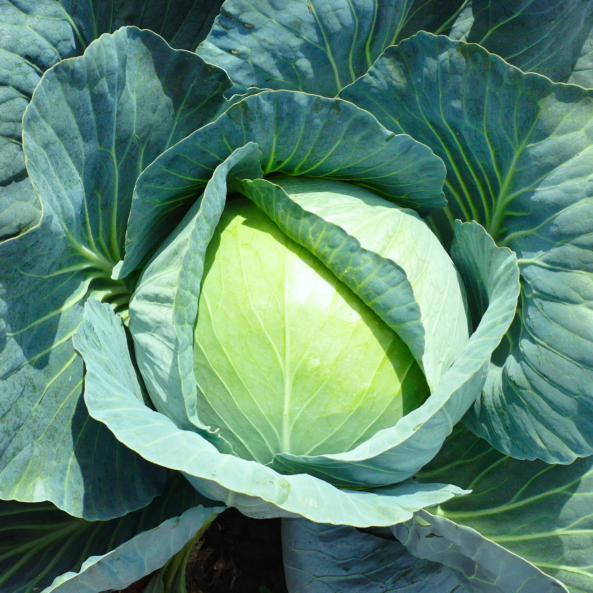 Weißkohl Vestri F1 - Image 2