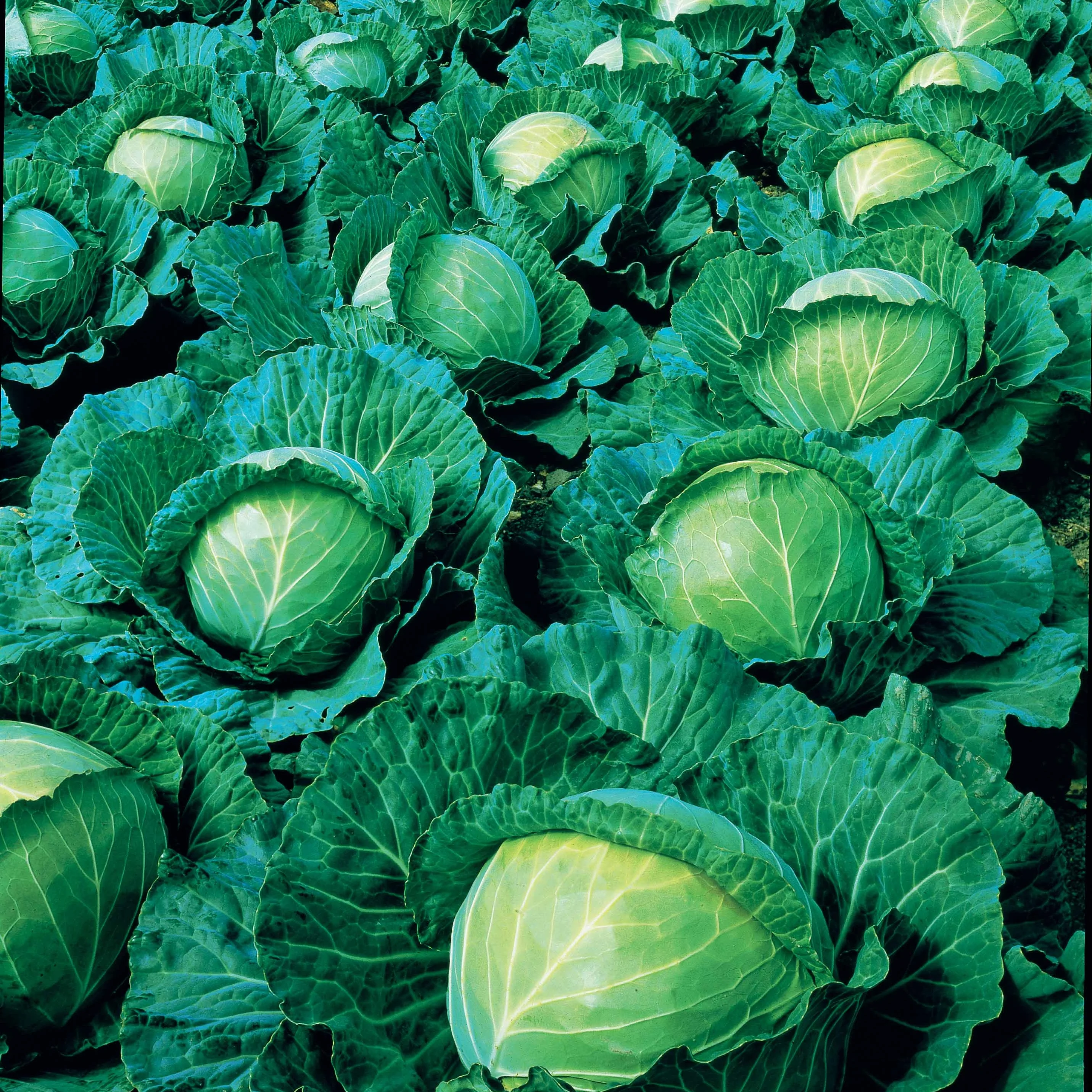 Weißkohl Vestri F1 - Image 3