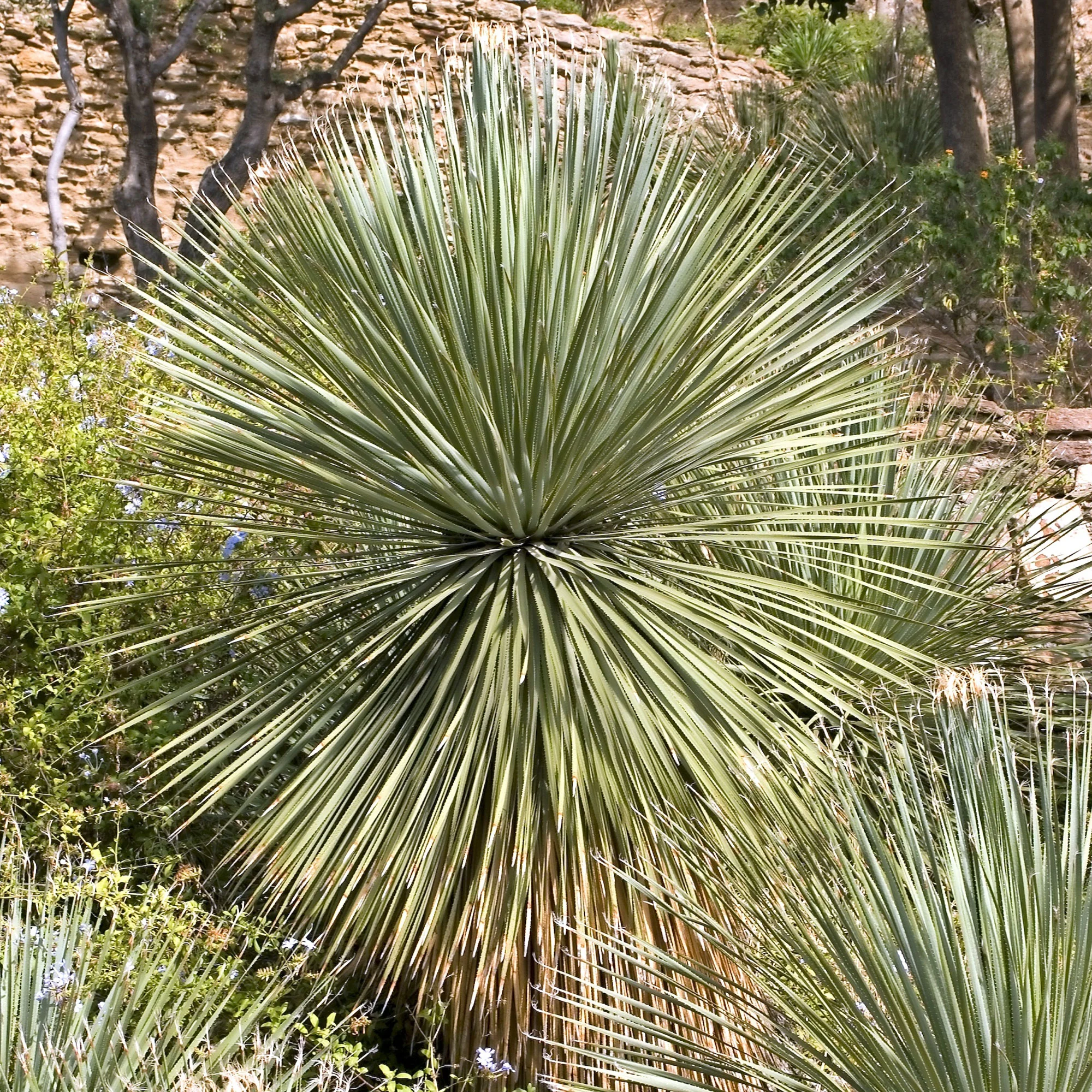 Wheeler-Dasylirion - Image 5