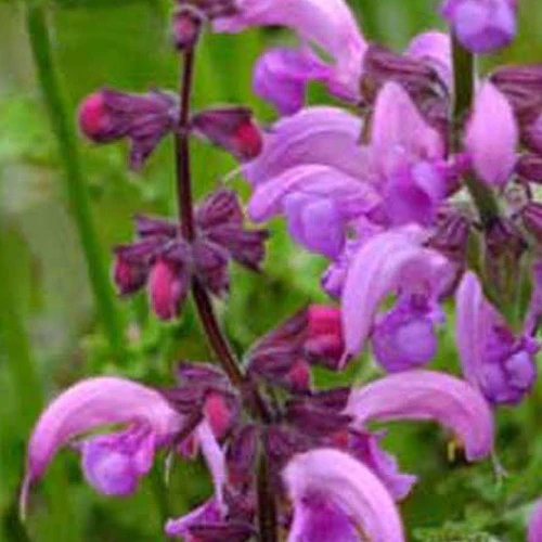 Wiesensalbei Sweet Esmeralda - Image 2