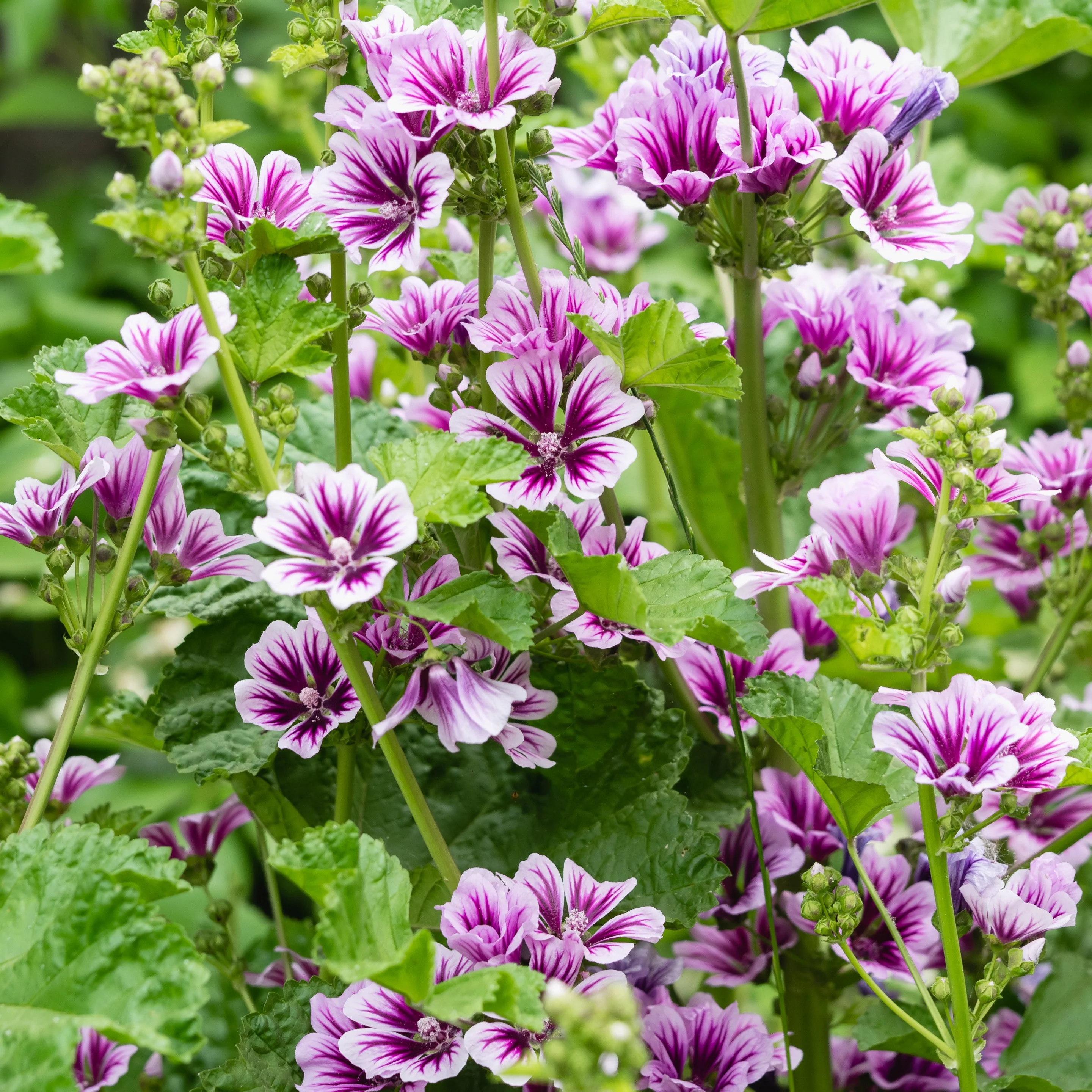 Wilde Malve Zebrina (x2)