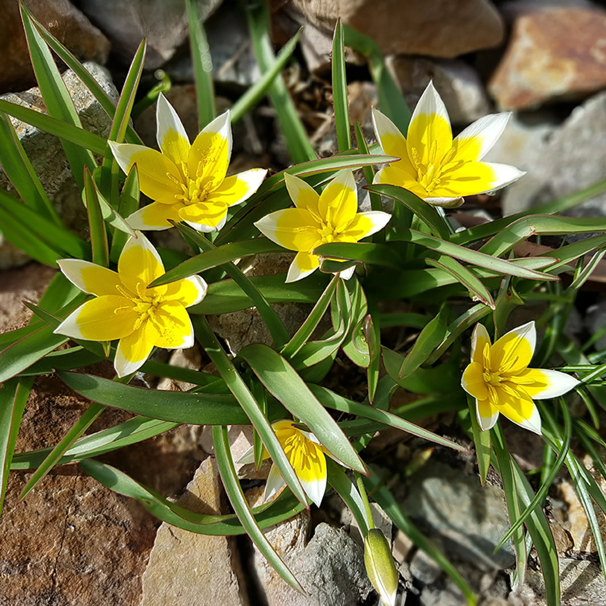 Wildtulpen Tarda (x10)