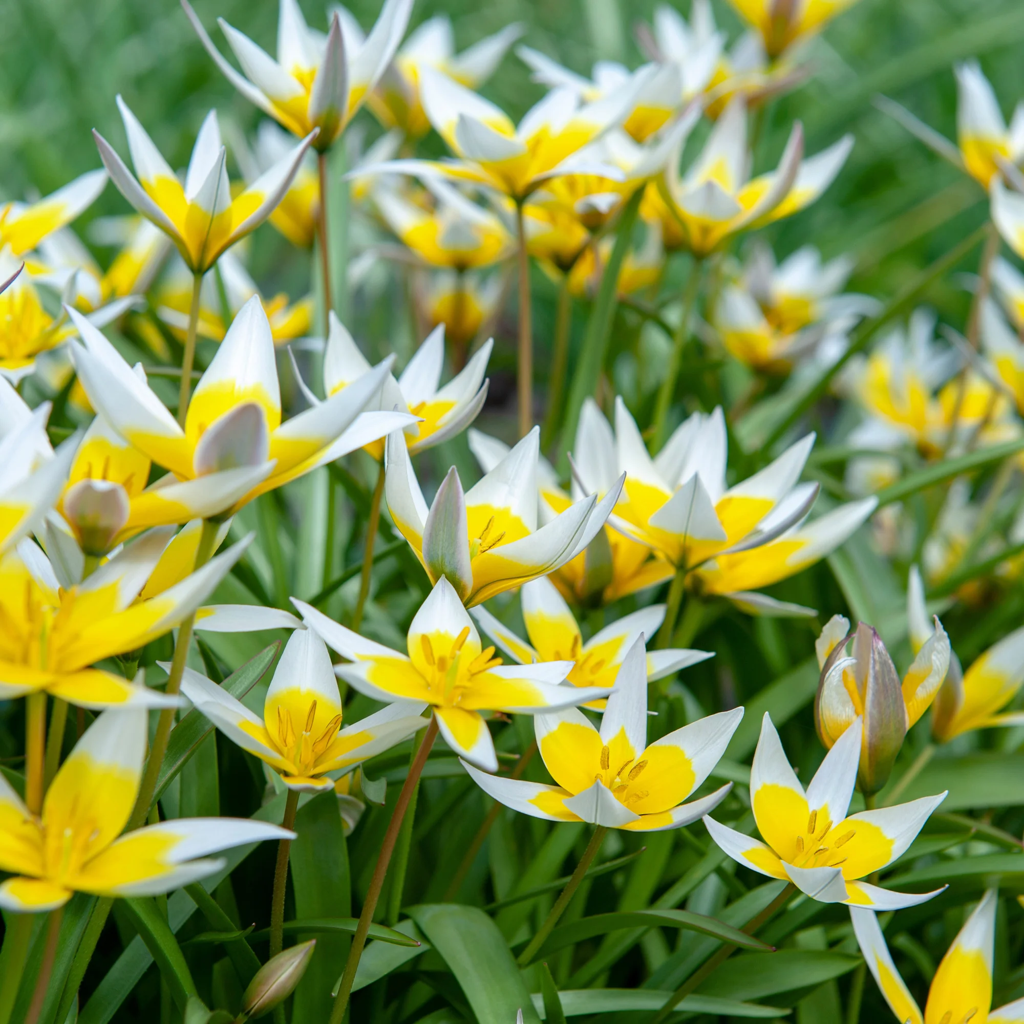 Wildtulpen Tarda (x10) - Image 2