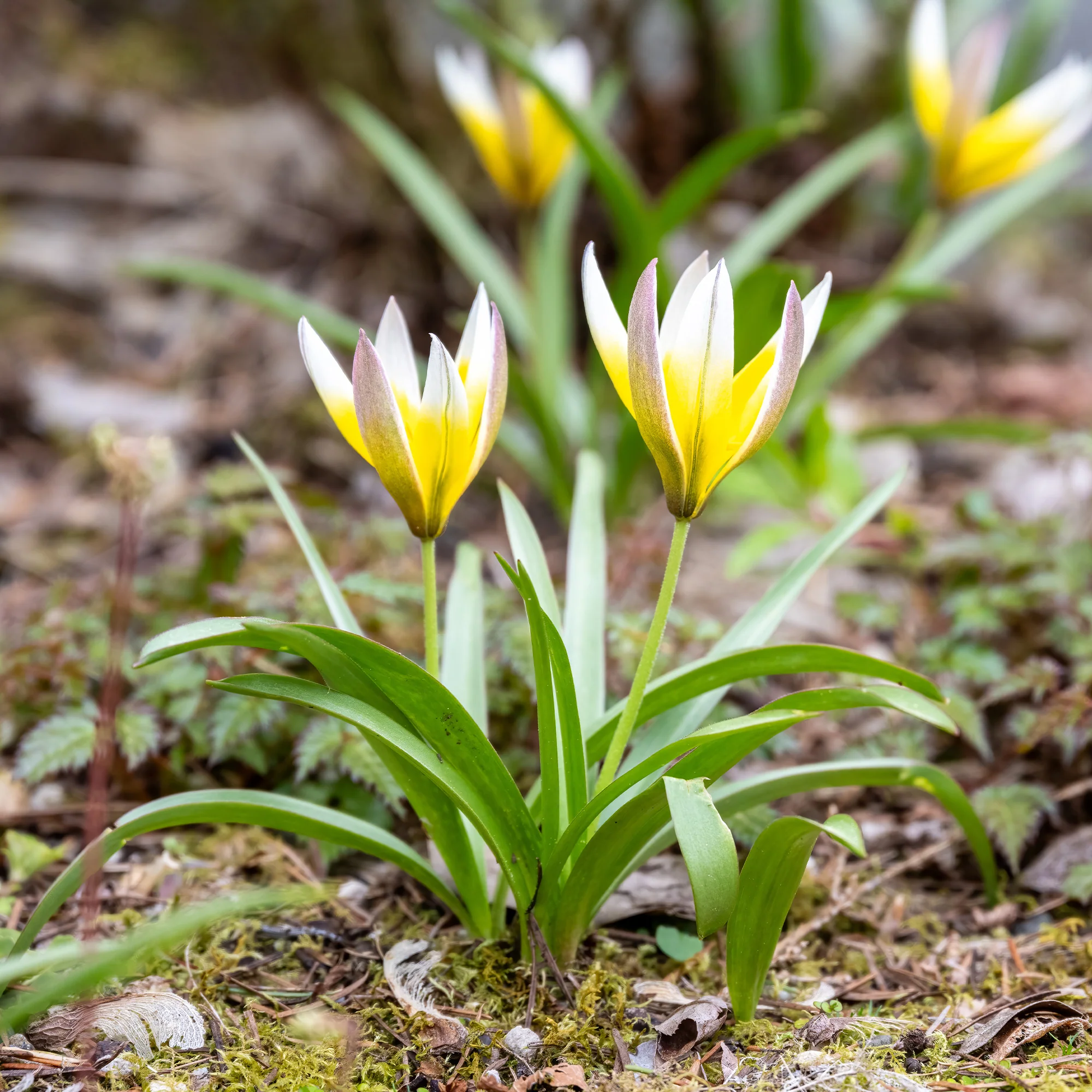 Wildtulpen Tarda (x10) - Image 3