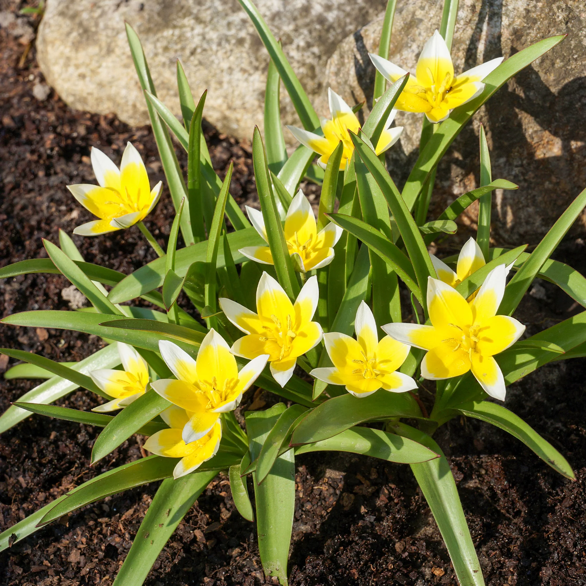 Wildtulpen Tarda (x10) - Image 4
