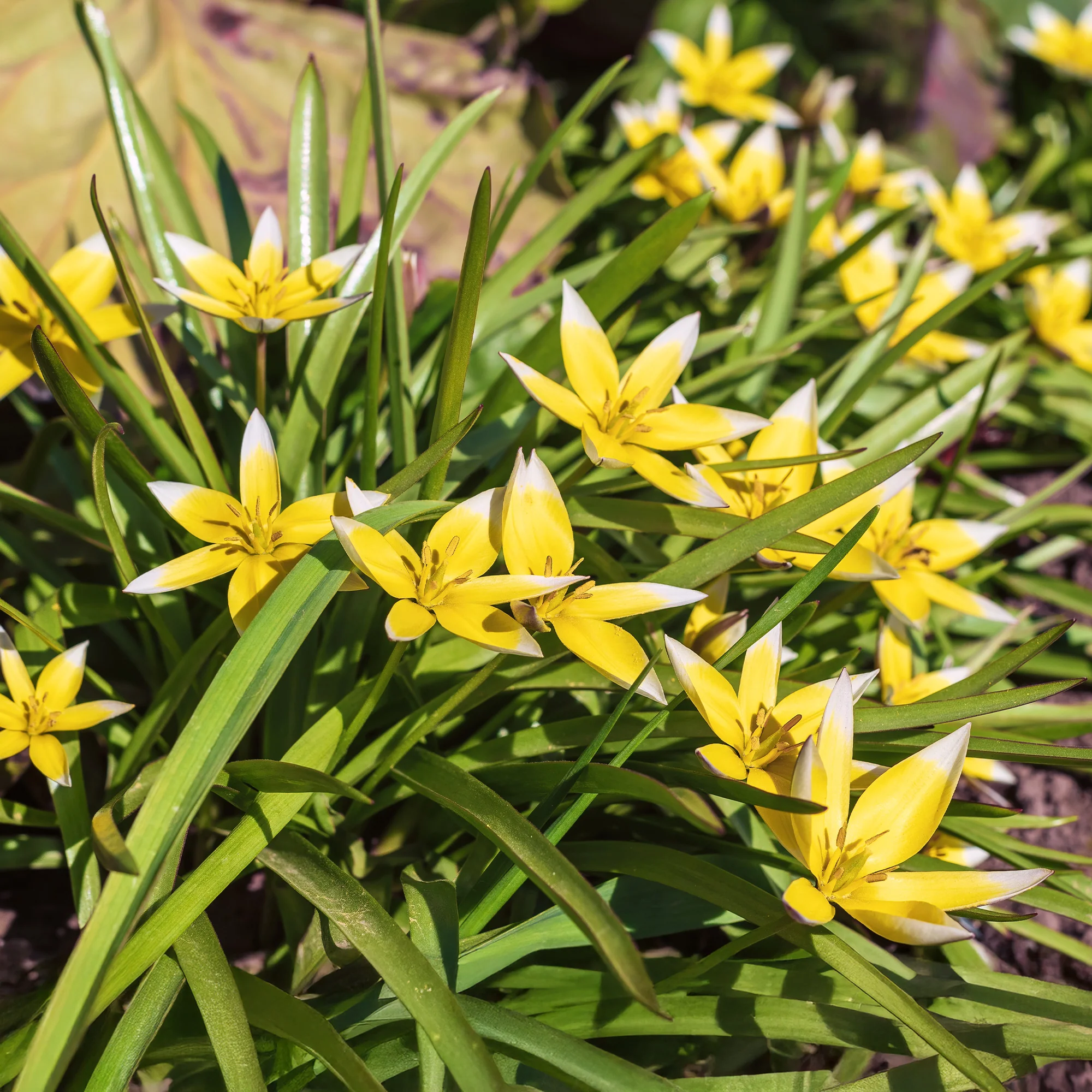 Wildtulpen Tarda (x10) - Image 5